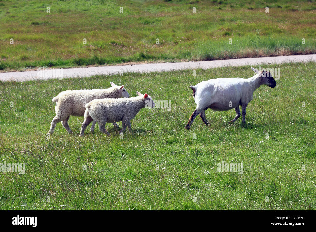 Shorn ewe with two lambs Stock Photo