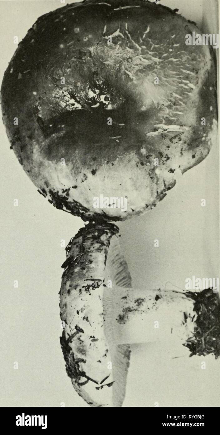 Edible and poisonous mushrooms of Canada  ediblepoisonousm00grov Year: 1979    O a  Cifl F gures 80-89 80. Lac tar ins suhdulcis. 81. L. chrysorheus. 82. L. torminosus. 83. L. inucidus 84. L. uvidiis. 85. L. vellereus. 86. Russula alutacea. 87. R. alutacea. 88. R. aurantiolutea. 89. R. aurantiolutea Stock Photo