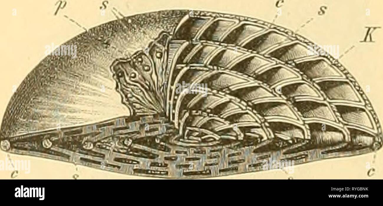 Elemente der paläontologie bearbeitet (1890) Stock Photo