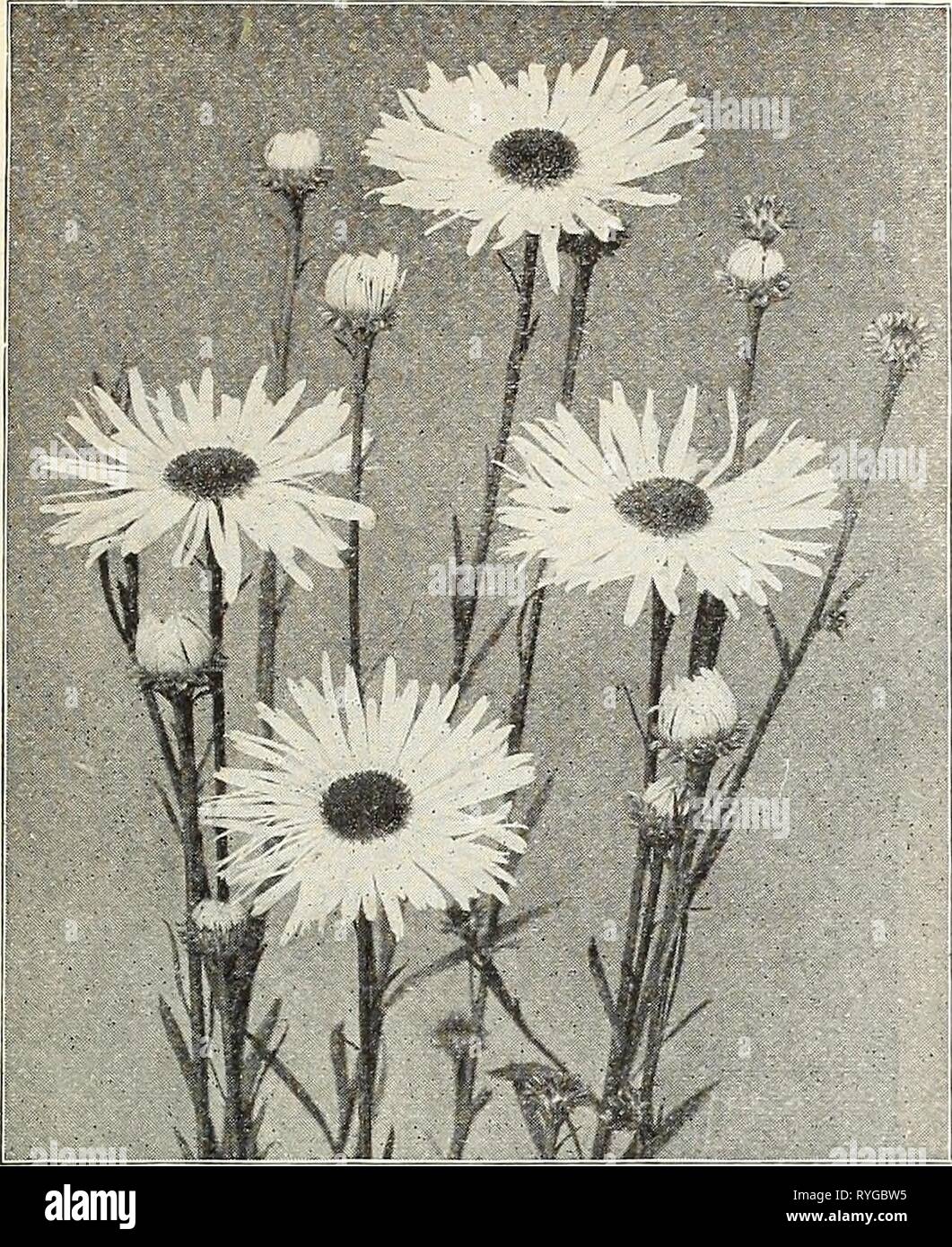 Dreer's wholesale price list : flower seeds for florists plants for florists bulbs for florists vegetable seeds fertilizers, fungicides, insecticides, implements, etc  dreerswholesalep1924henr Year: 1924  KENRY A. DREER, PHILADELPHIA, PA., WHOLESALE PRICE LIST 57    Asteroides. Lsitisqusiitia Boltouia Boltonia (False Chamomile) Per dor.. Per 100 3 1/2 -inch pots $1 50 SIO 00 3 1/2 -inch pots 1 50 10 OO Callirhoe (Poppy Mallow) Involucrata. 3  -inch pots 1 75 12 0 Caltha (Marsh Marigold) Palustris. 3-inch pots 1 50 10 00 Campanula (Bell Flower) Calycaiitheuia. A choice mixture. Sc- inch pots 1  Stock Photo