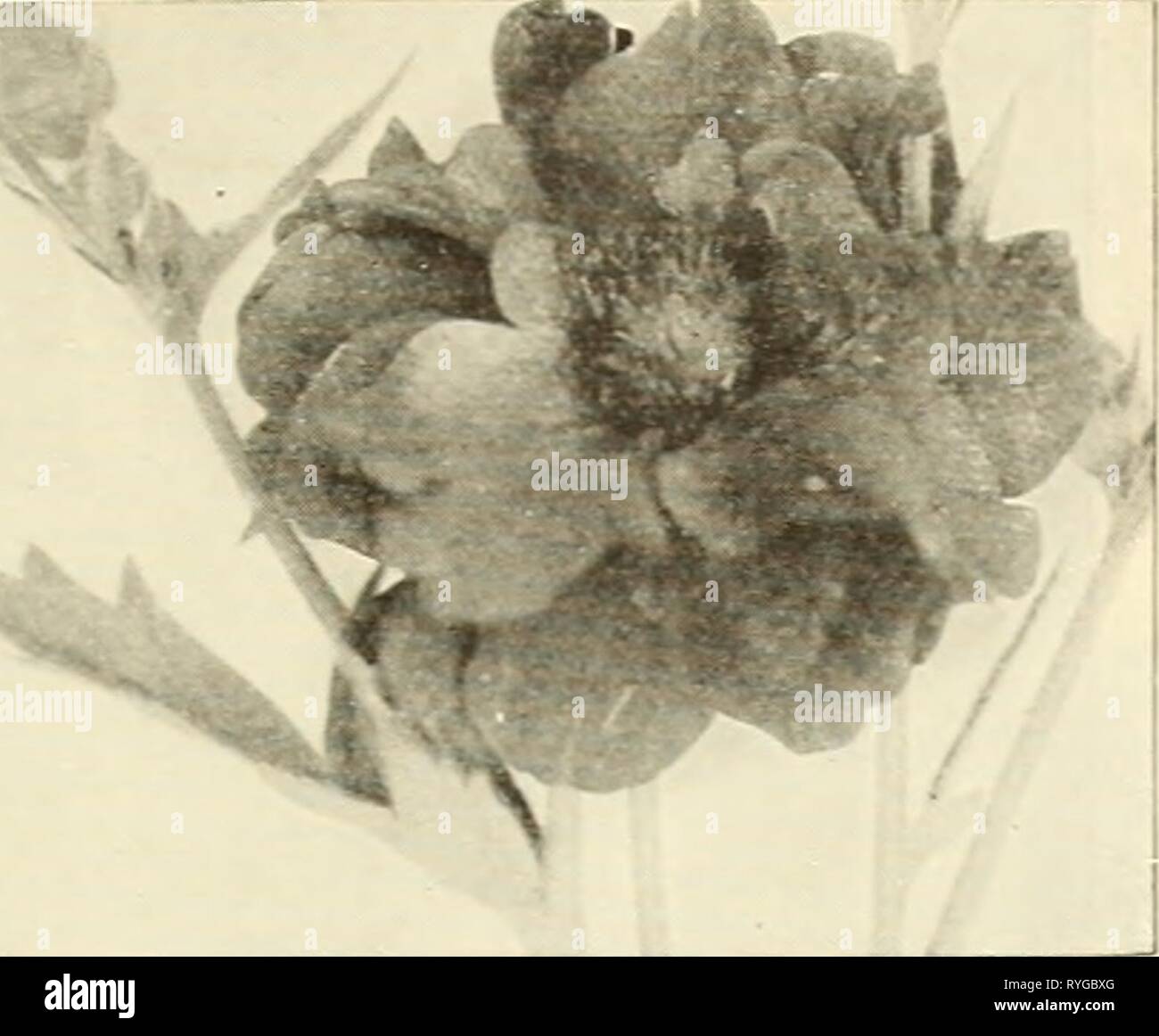 Dreer's wholesale price list for florists  dreerswholesalep1936henr Year: 1936  HENRY A. DREER Perennial Flower Seeds WHOLESALE LIST    Geum, Mrs. Bradshaw Geum—Avens Atrosanguineum fl. pi. Beautiful hardy perennial hear- ing profusely large, showy double dark crimson flowers. Trade pkt. 25c; oz. SI.25. Mrs. Bradshaw. Large double brilliant orange-scarlet. Trade pkt. 40c; oz. S2.00. Lady Stratheden. Lnrge double flowers of rich golden yellow. Trade pkt. 40c; oz. S2.00. Prince of Orange (New). Brilliant glistening golden orange blooms. Tr. pkt. 50c;  oz. SI.00. Gypsophila—Baby's Breath The foll Stock Photo