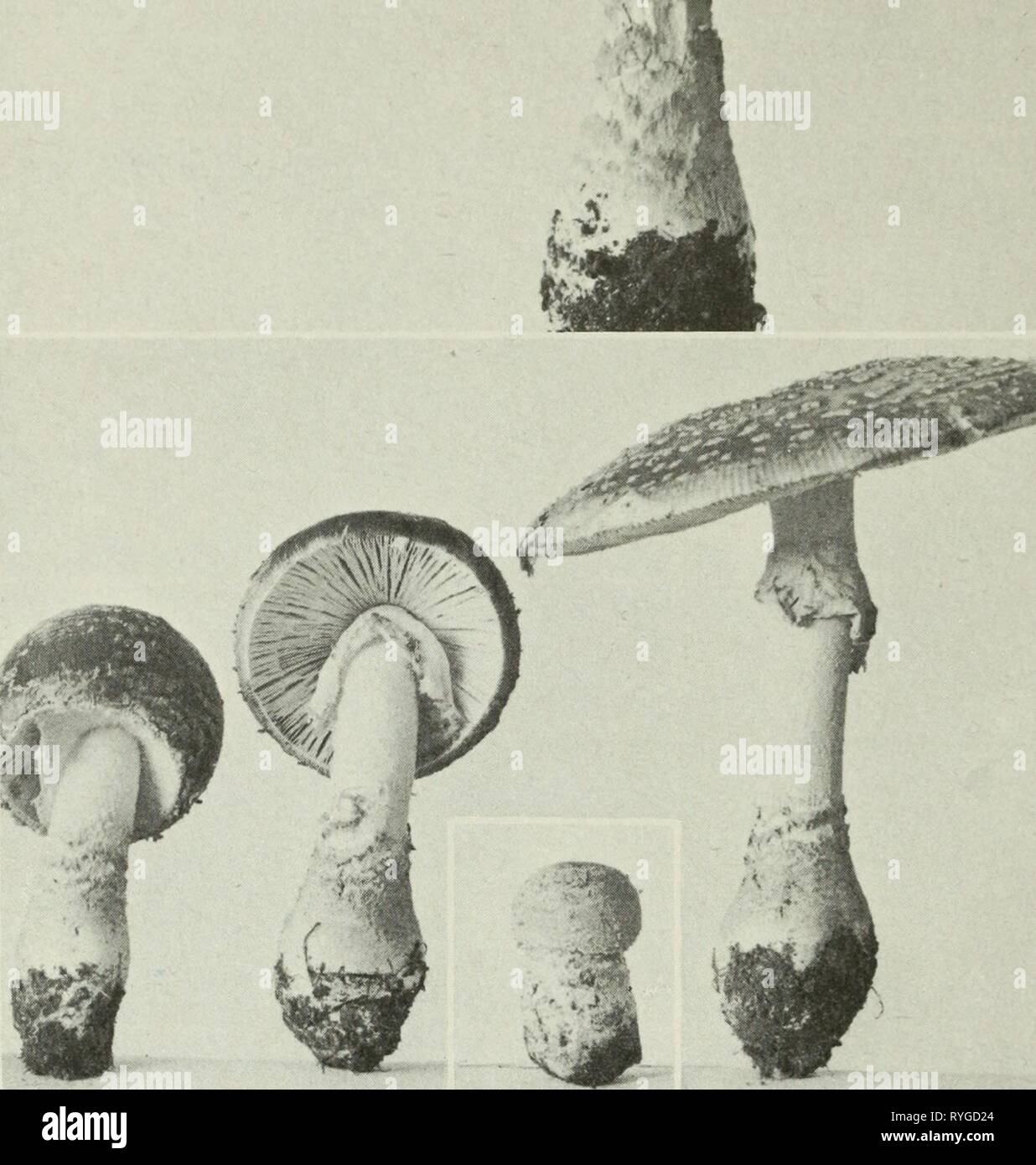 Edible and poisonous mushrooms of Canada  ediblepoisonousm00grov Year: 1979    104 Figures 103-104. Amanita muscaria. 103, mature plant, note volva adhering to base of stipe in irregular rings and patches; 104, series of specimens illustrating the tearing of the volva to leave patches on the pileus and base of the stipe, and the tearing of the partial veil to form the annulus. 105. Russula abietina. 107. R. chamaeleontina. 109. R. Integra. 111. R. xerampelina. 113. Tricholoma pessundatum. Figures 105-114 106. 108. 110. 112. 114. aeruginea. decolorans. R. R. R. mariae. Pleurotus serotinus. Mara Stock Photo