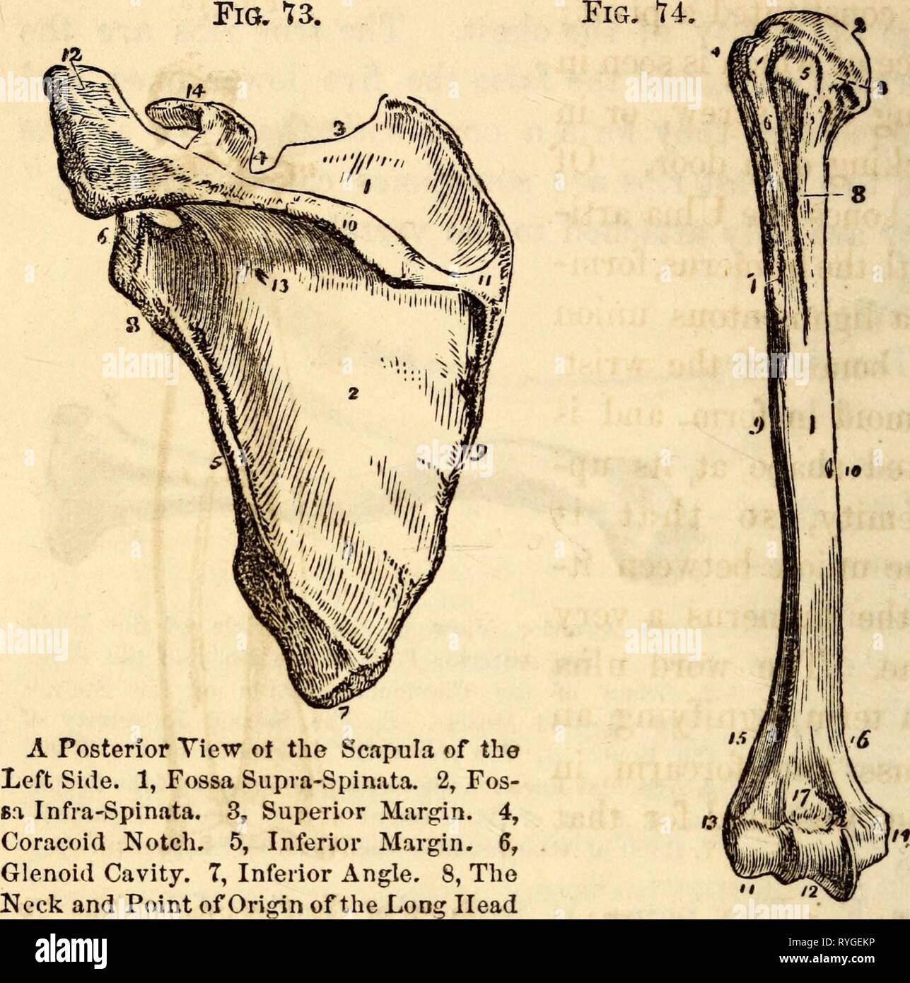 Elementary anatomy and physiology : for colleges, academies, and other schools  elementaryanato00hitc Year: 1869  58 H I T C II C O C K ' S ANATOMY    of the Triceps Muscle. 9, Posterior, or An Anterior View of the Humerus of th« Vertebral Margin. 10, The Spine. 11, Eight Side. 1, The Shaft, or Diaphysis of Smooth Facet for the Trapezius Muscle. the Bone. 2, The Head. 3, Anatomical 12, Acromion Process. 13, Nutritious Fo- Neck. 4, Greater Tuberosity. 5, Lesser raraen. 14, Coracoid Process. 15, Part of Tuberosity. 6, The Bicipital Groove. 7, the Origin of the Deltoid Muscle. External Bicipital  Stock Photo