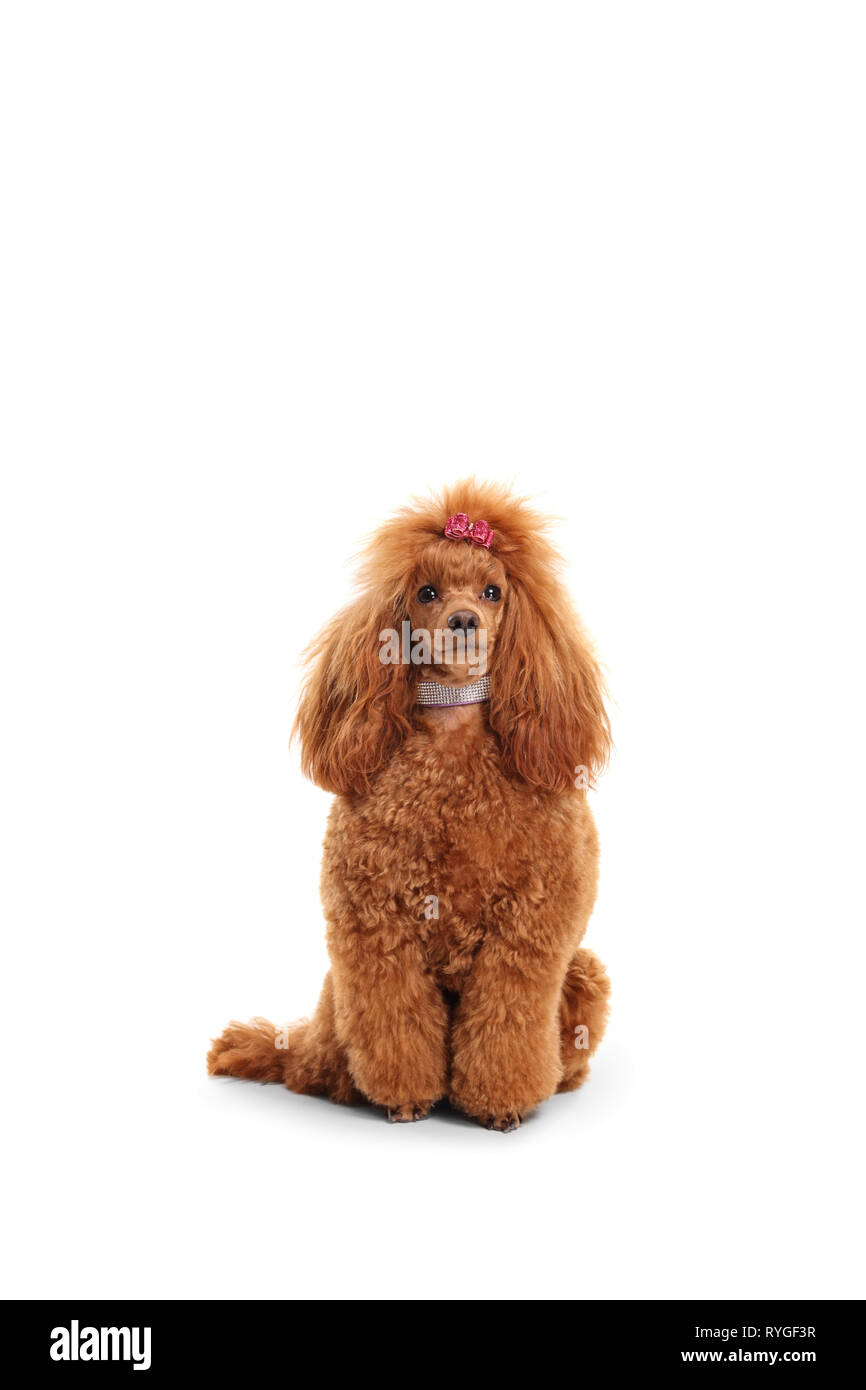 Portrait of a groomed red poodle with a sparkly collar and a bow on her head isolated on white background Stock Photo