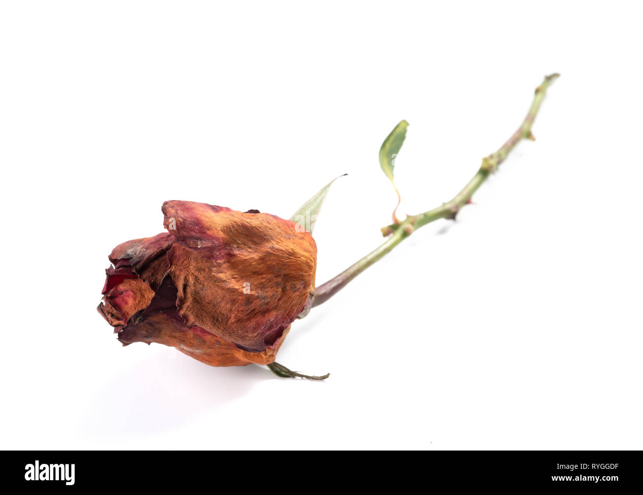 faded rose on a white background Stock Photo Alamy