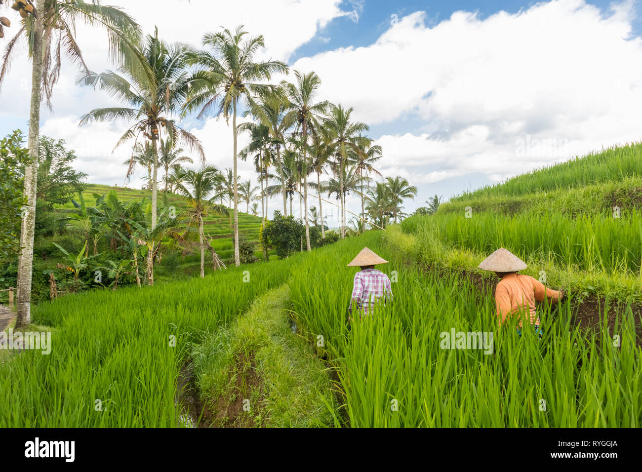 Female farmers working in Jatiluwih rice terrace plantations on Bali, Indonesia, south east Asia. Stock Photo