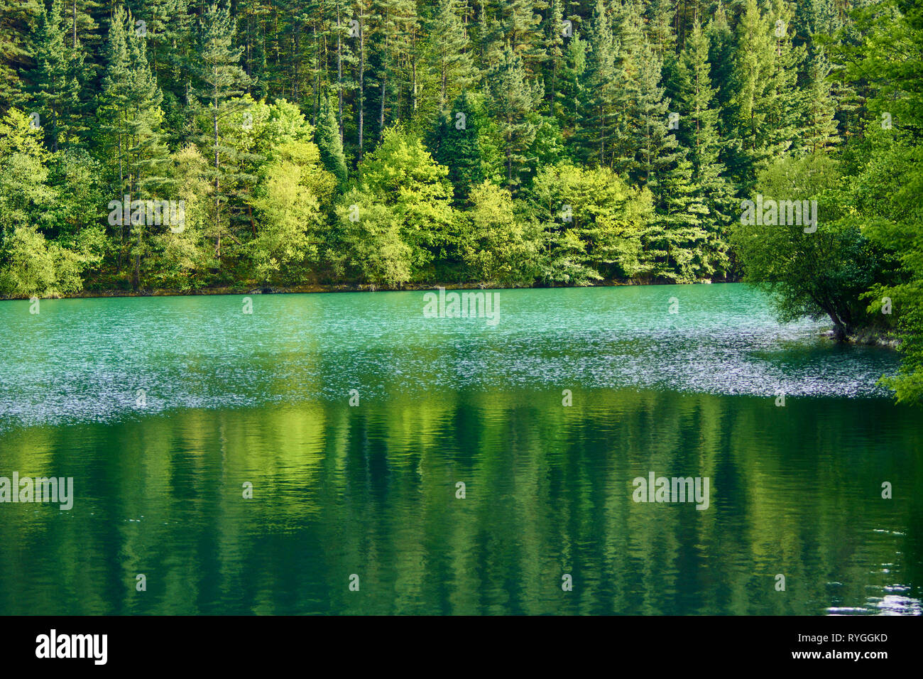 green forest in vasque country Stock Photo