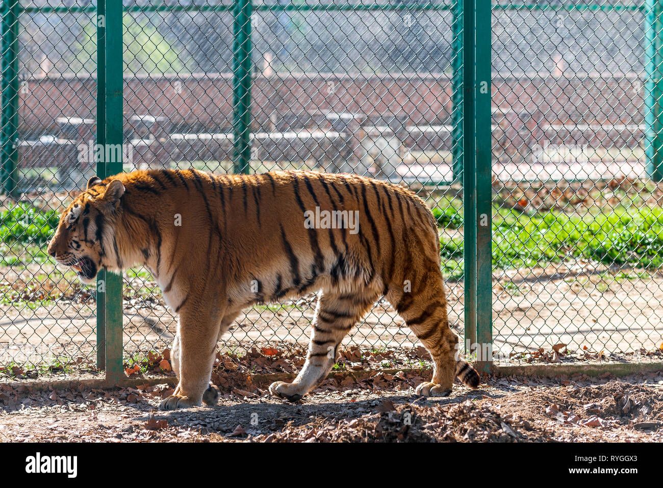 Tiger walking in zoo Stock Photo
