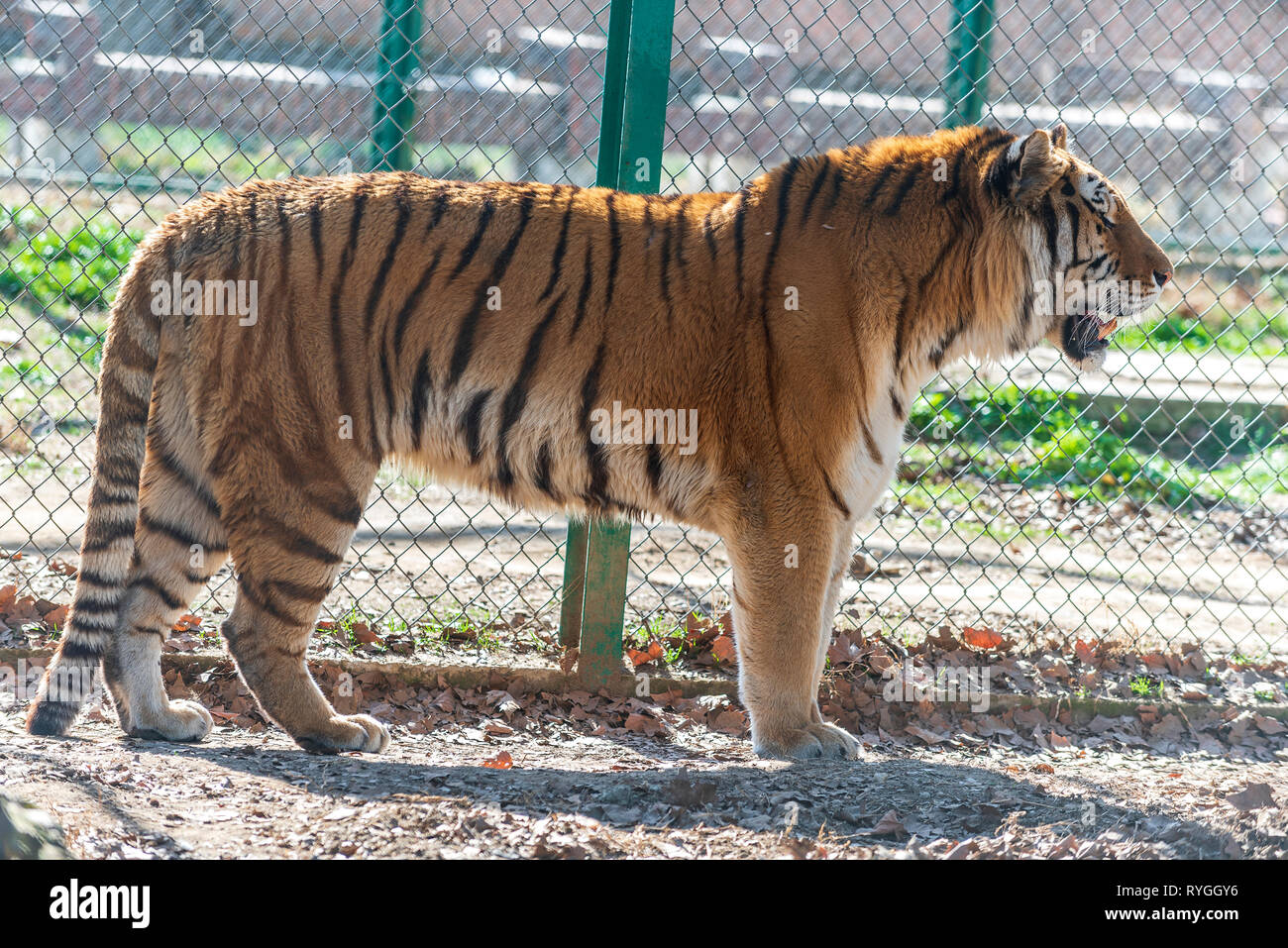 Tiger walking in zoo Stock Photo