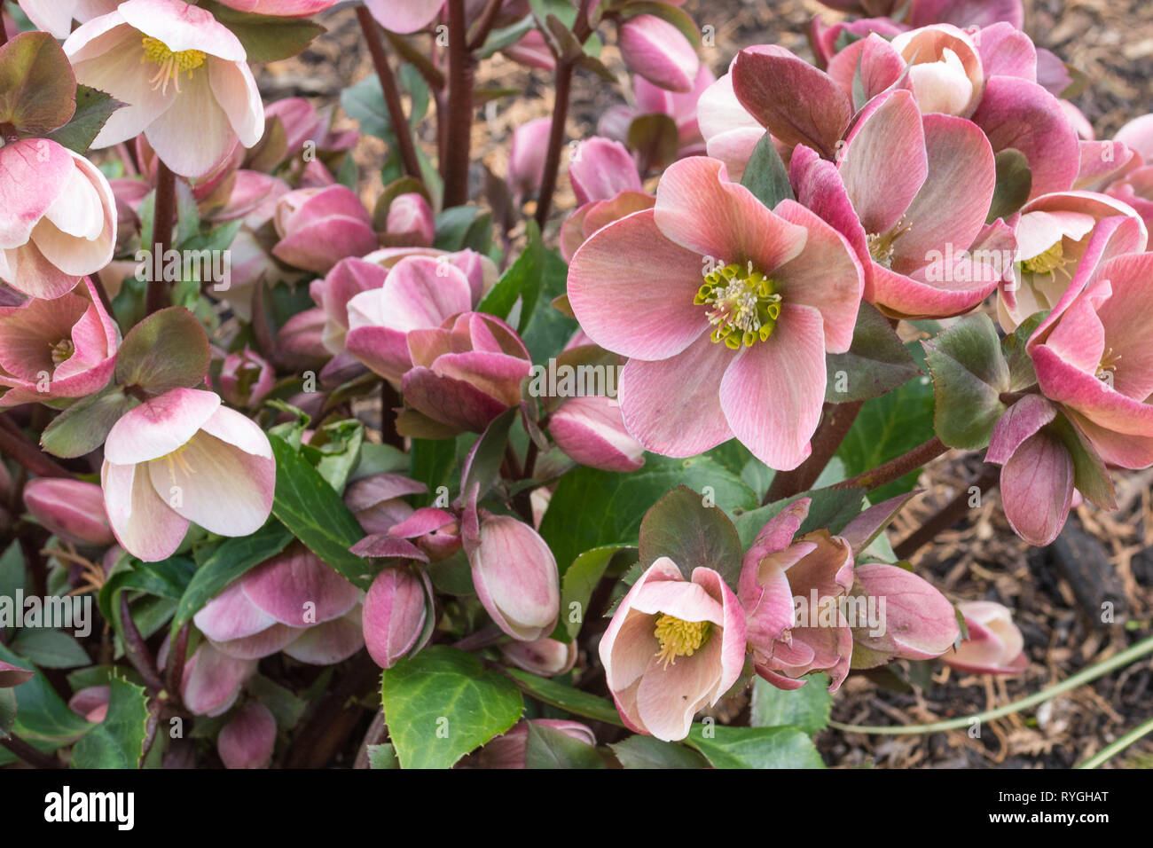Helleborus 'pink frost' flowers, flowering plant in an English garden, UK, during March Stock Photo