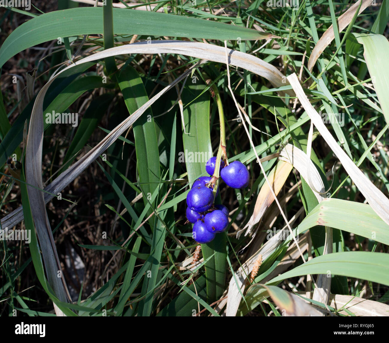 Blue Flax Lily berries (Dianella caerulea), Queensland, Australia Stock Photo