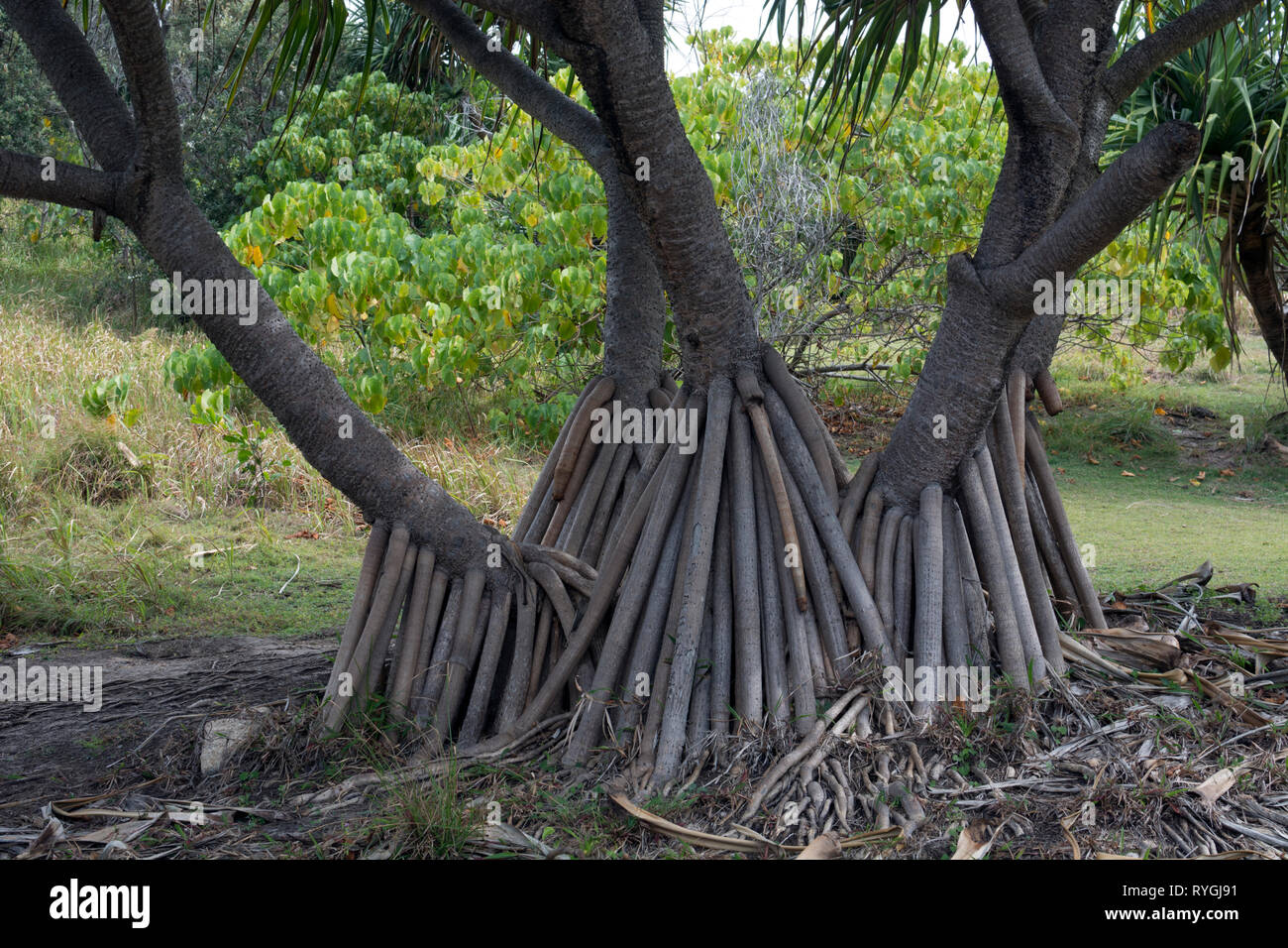 Pandanus tree aerial roots, North Stradbroke Island, Queensland