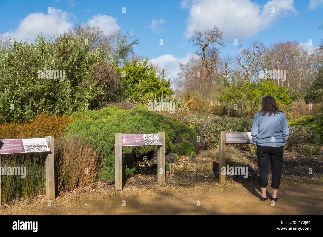 Visitor looking at information boards in the New Zealand garden area of Savill Garden on the Surrey/Berkshire border, UK Stock Photo