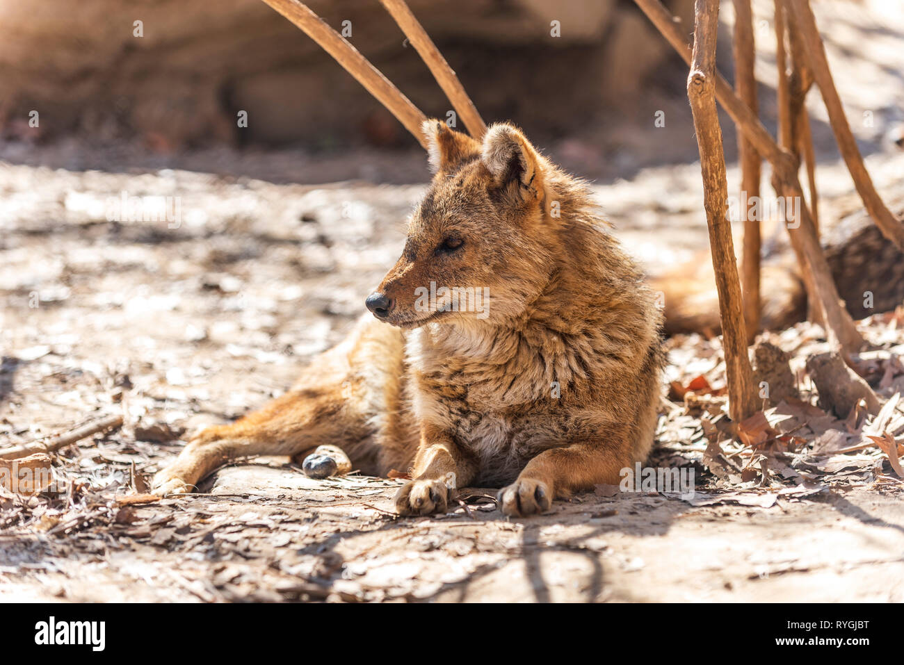 Canis aureus jackal Stock Photo