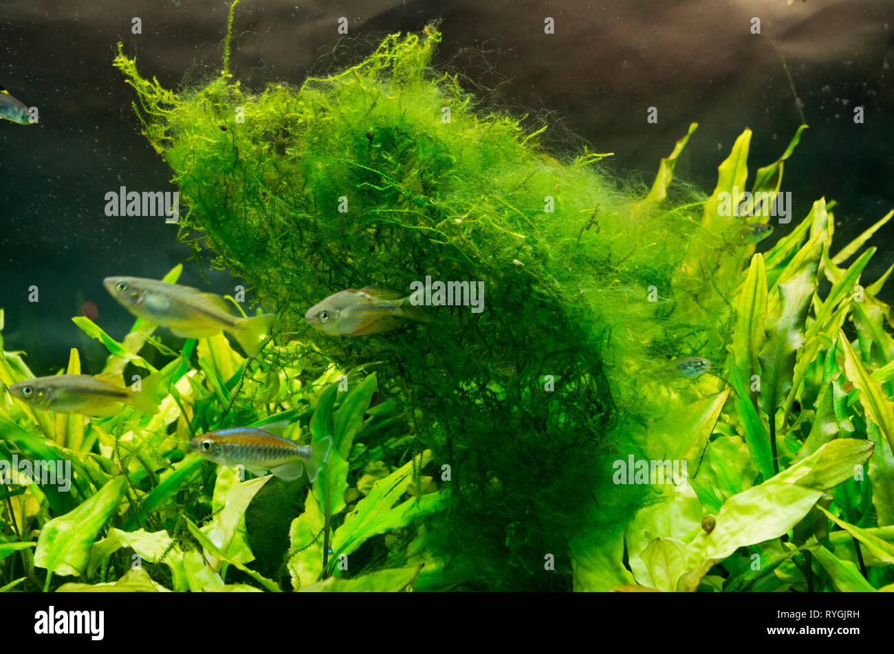 Hair or Thread Green Algae On Java Moss in a Tropical Freshwater Aquarium Stock Photo