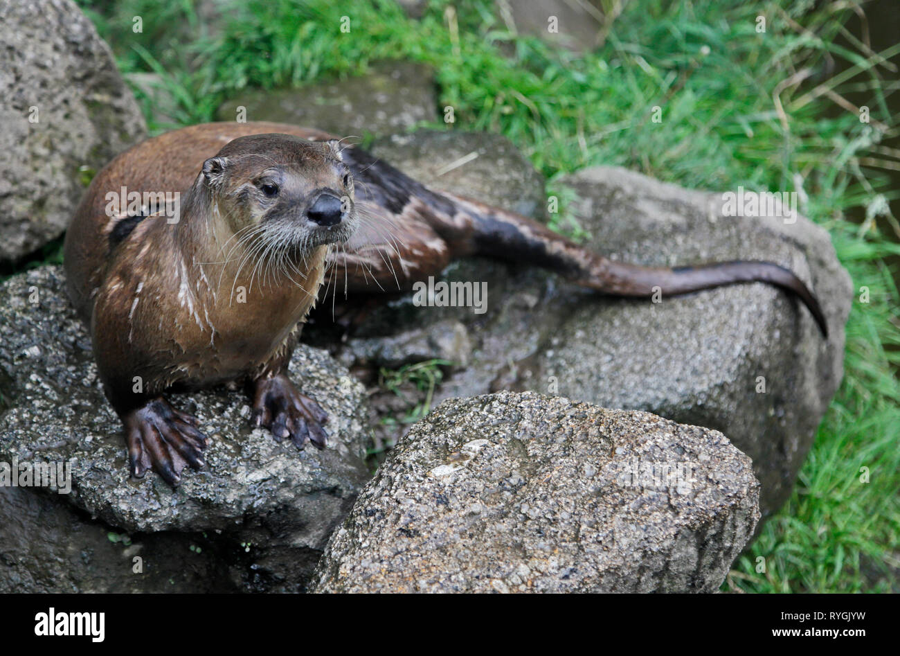 North American River Otter (lontra canadensis) Stock Photo
