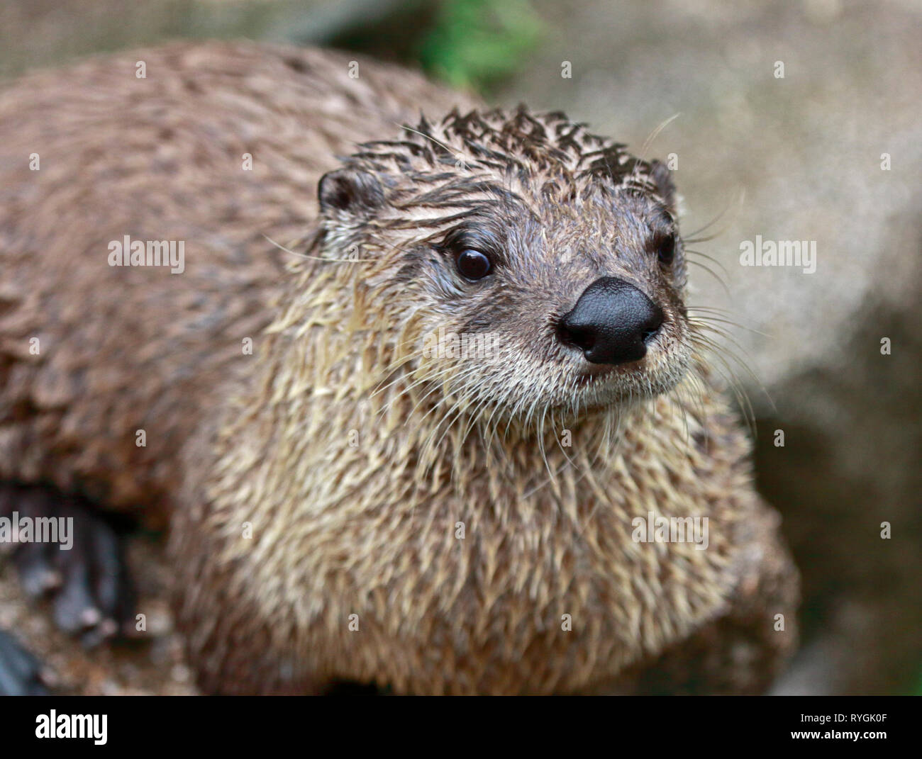 North American River Otter Stock Photos & North American River Otter