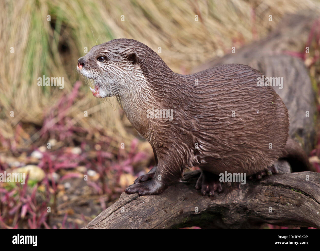 Asian Small Clawed Otter (aonyx cinerea) Stock Photo