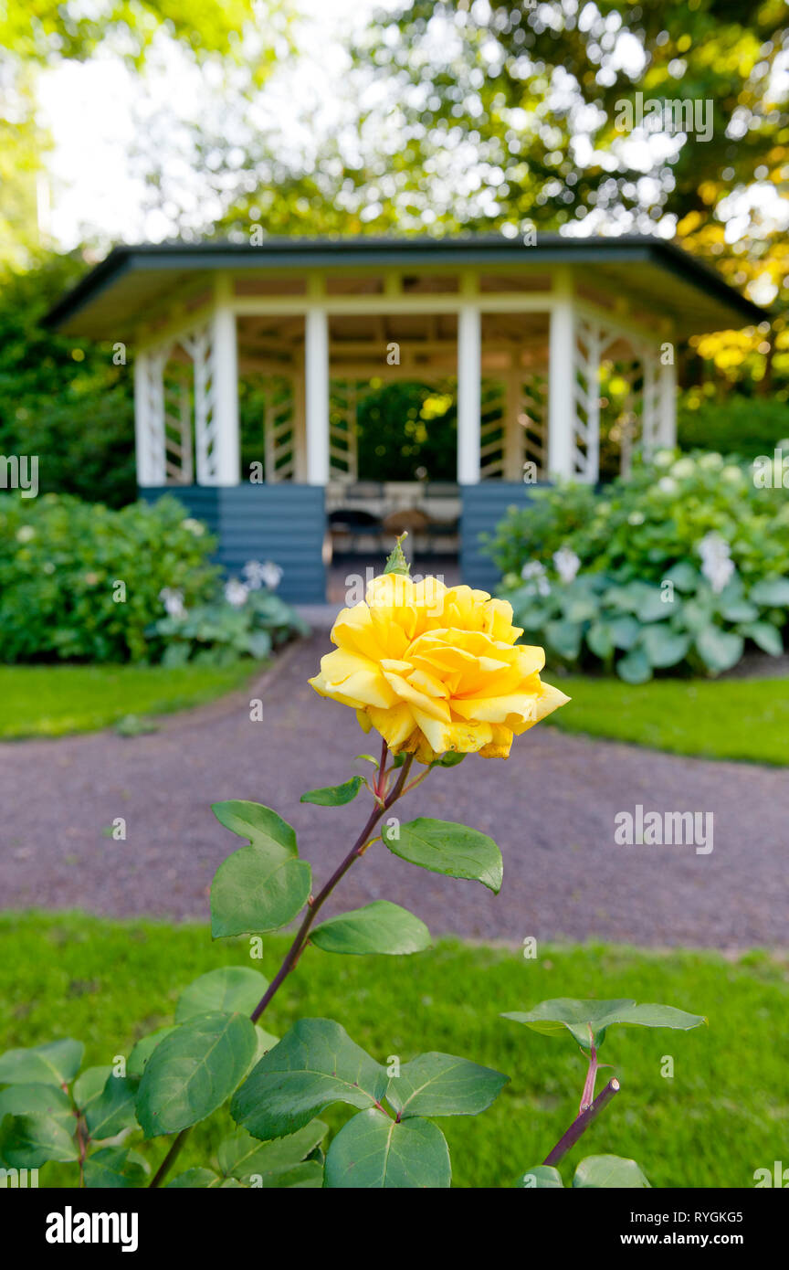 Yellow rose by gazebo Stock Photo