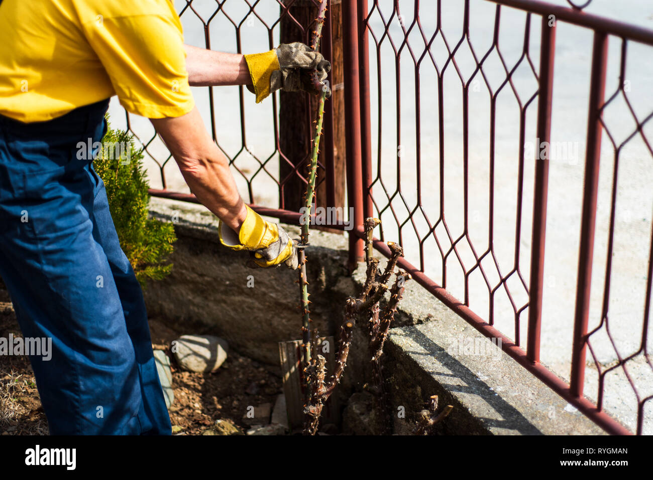 Man pruning roses in the yard close up Stock Photo