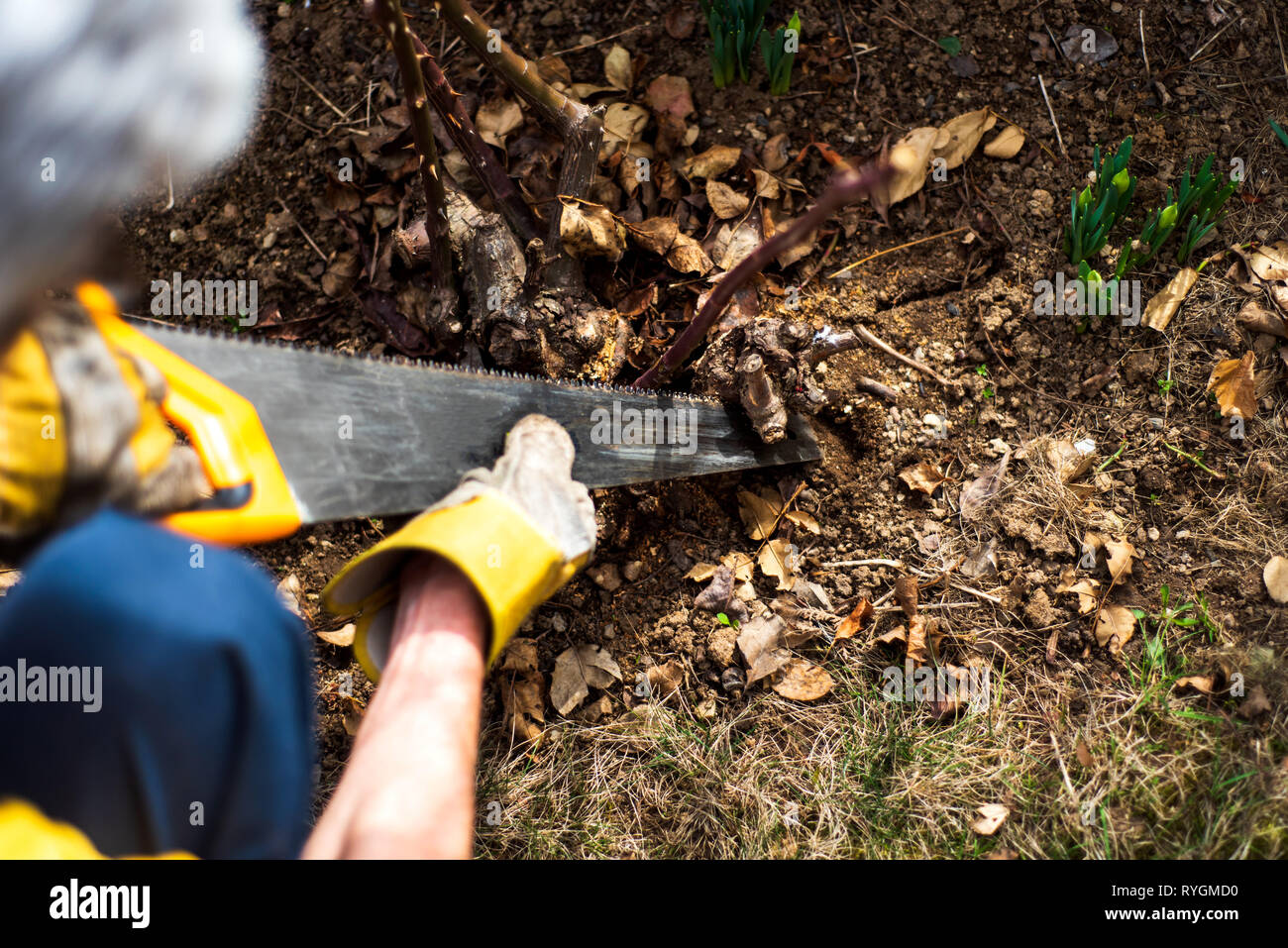 Man pruning roses in the yard close up Stock Photo