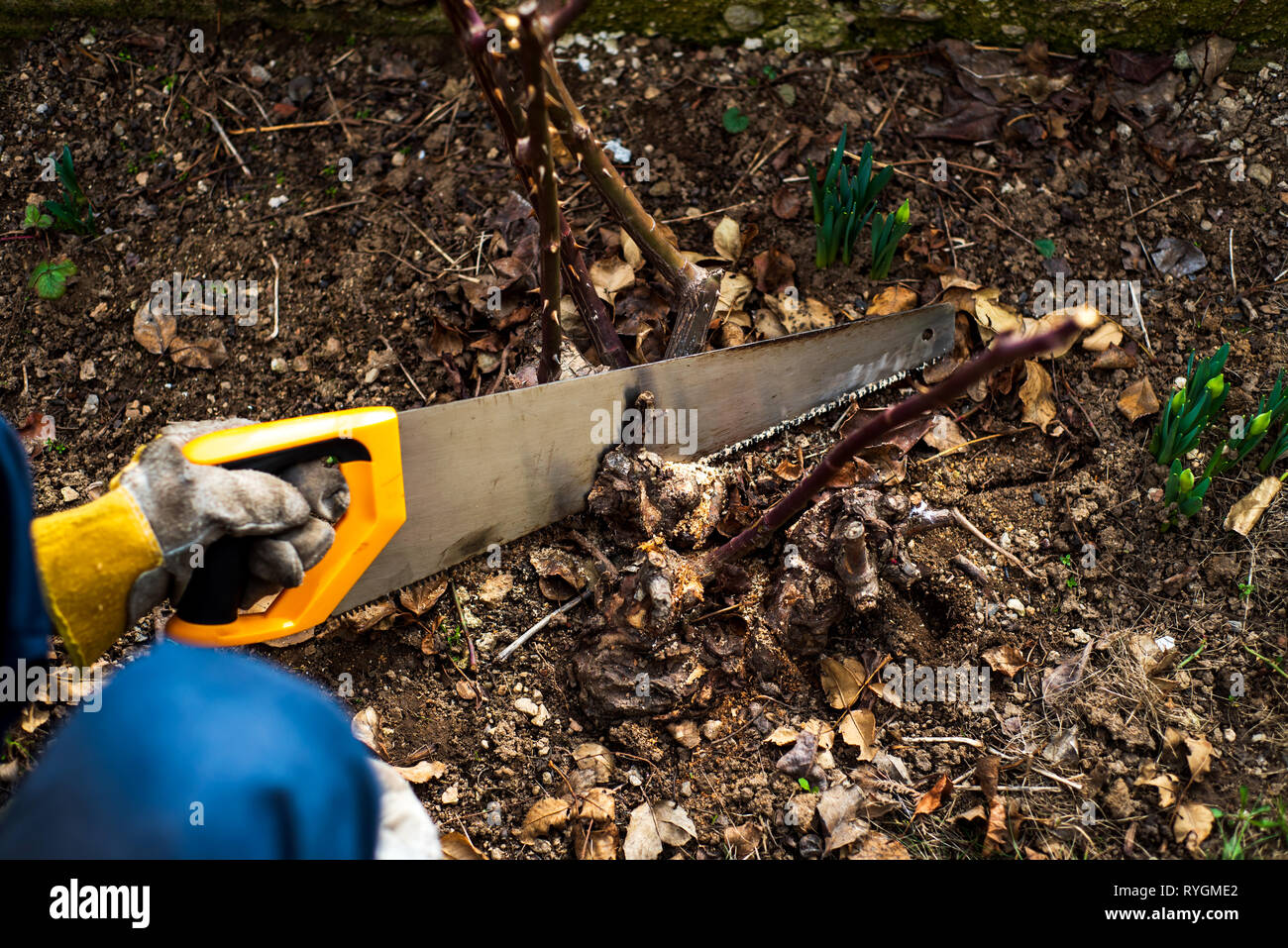 Man pruning roses in the yard close up Stock Photo