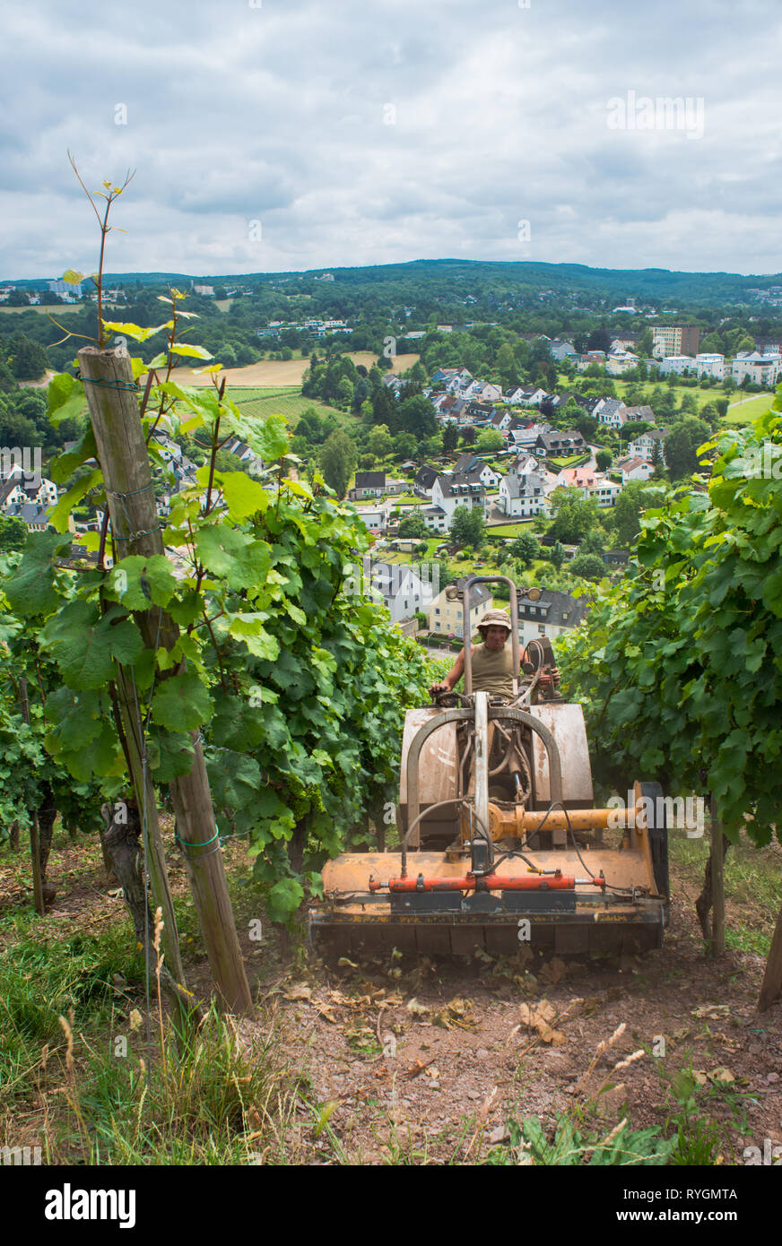 Tractor works at grapeyard near the Trier, Mosel river valley, Germany Stock Photo