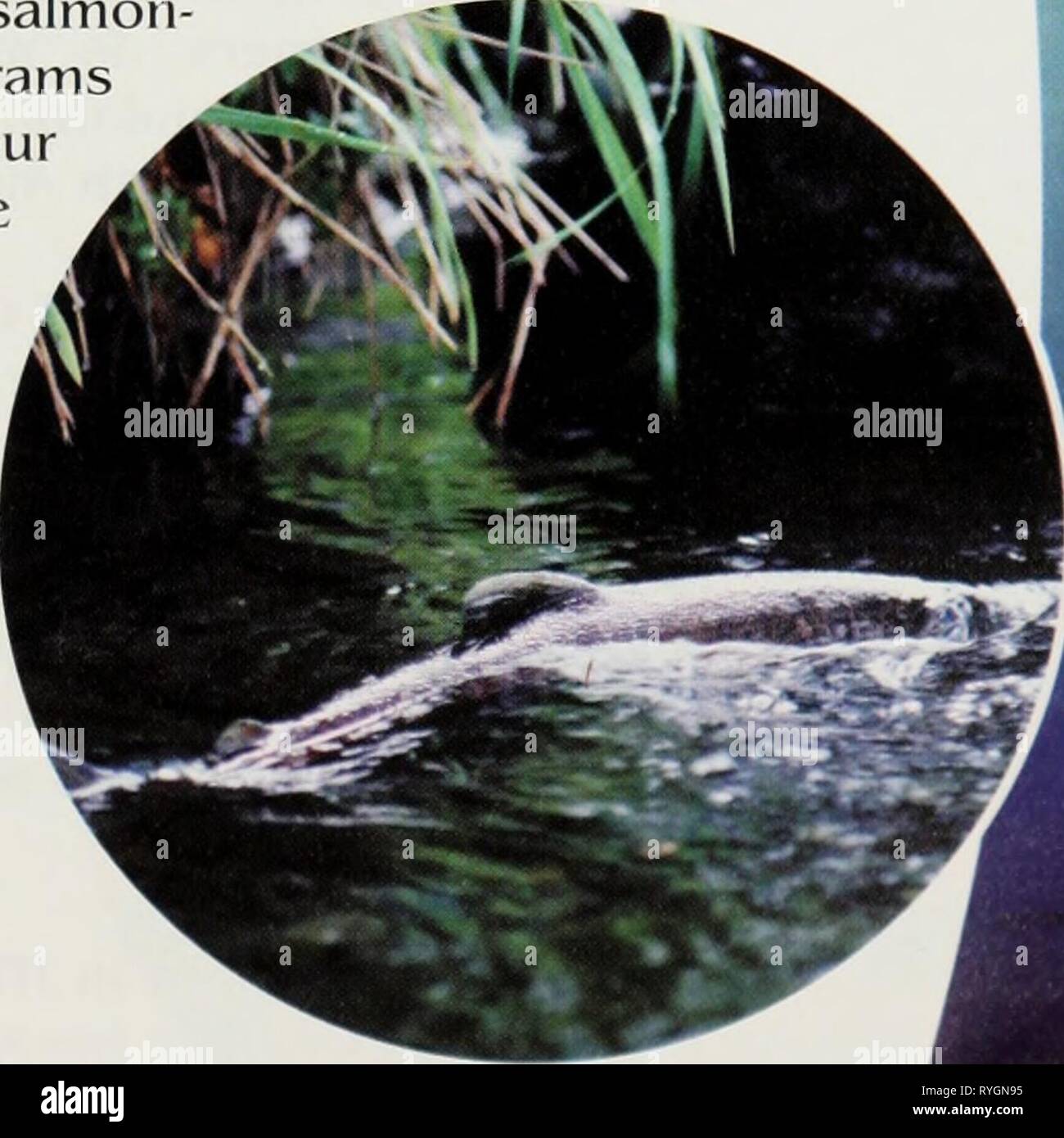 Atlantic salmon habitat hires stock photography and images Alamy