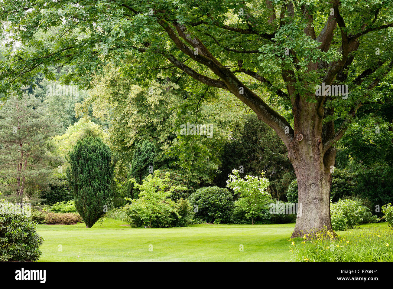 Trees by lawn Stock Photo