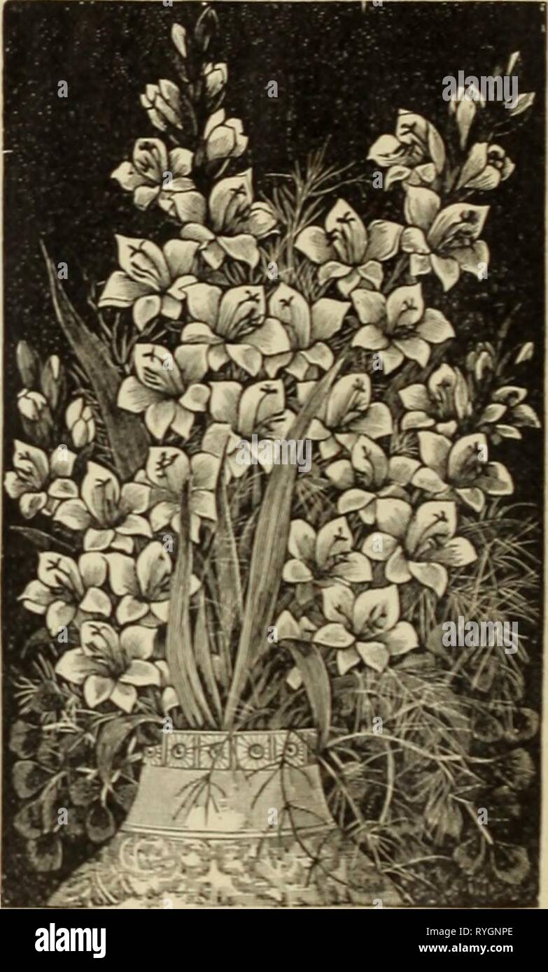 E.H. Hunt's catalogue : florists' seeds, supplies, bulbs  ehhuntscatalogue1896ehhu Year: 1896  CALADIUMS. We have secured an extra tine lot .if these bulbs and can make very lOW rates on large quantities. doz. ioo iooo Esculentum, lt.&gt;2 40 2 50 20 00 ' ' 2 ' 3 75 4 SO 40 00 '' 3 ' 4 1 25 8 50 80 00 4bote prices arc I OH . Order at once. IRIS. Special low prices. rxiz. IOO German White 75 -; 00 ' Purple 75 4 BO Yellow 75 4 oo ' Blue „ 75 4 00 Mixed „ 50 3 SO Keempferi, mixed 1 50 10 00 '• named. 2 00 15 00 LILIES. Auratum, 7 t» 9 in . . 75 5 50 ' 9 ,; 11 '   1 00 7 50 Rubrnrn, 9 •• 11 •• i 1 Stock Photo