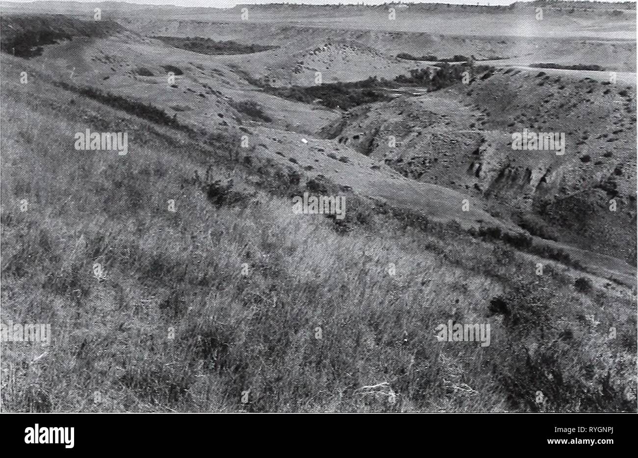 Eighty years of vegetation and landscape changes in the Northern Great Plains : a photographic record  eightyyearsofveg45klem Year: 2001  Original Photograph September 18, 1917. Shantz P-l-1917. Facing west-northwest. First Retake and Description June 30. 1959. W.S.P., H-2-1959. Looking WNW the origi- nal vegetation is Bouteloua spp. and Koeleria cristata. Carex Jilifolia is abundant in flat areas. Shrub in grass is Artemisia frig ida. Shepherdia canadensis is a common shrub on the hillsides and bottom- lands. Erosion not evident. Trees in creek bottom are better devel- oped in later picture ( Stock Photo