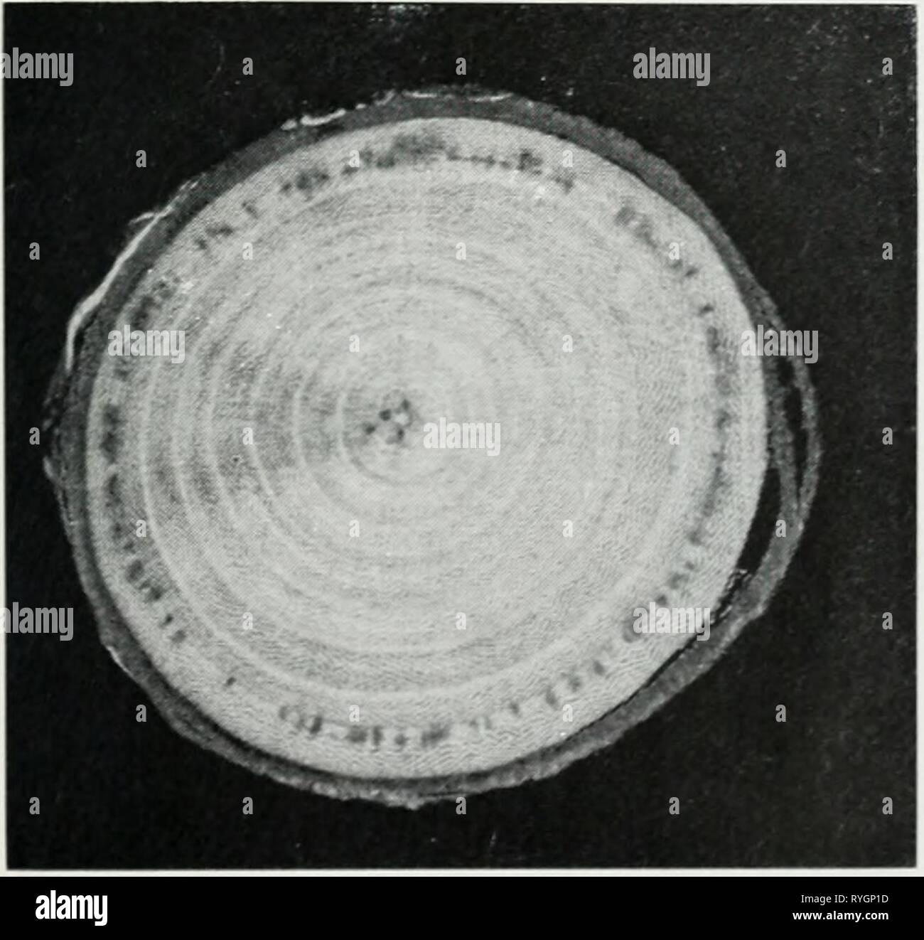 Dutch elm disease in Illinois  dutchelmdiseasei53cart Year: 1967    Fig. 3. -In cross-section, the brown streaking caused by Dutch elm disease may appear as a series of dots, as shown here, or as a solid brown band in a single wood ring. Stock Photo