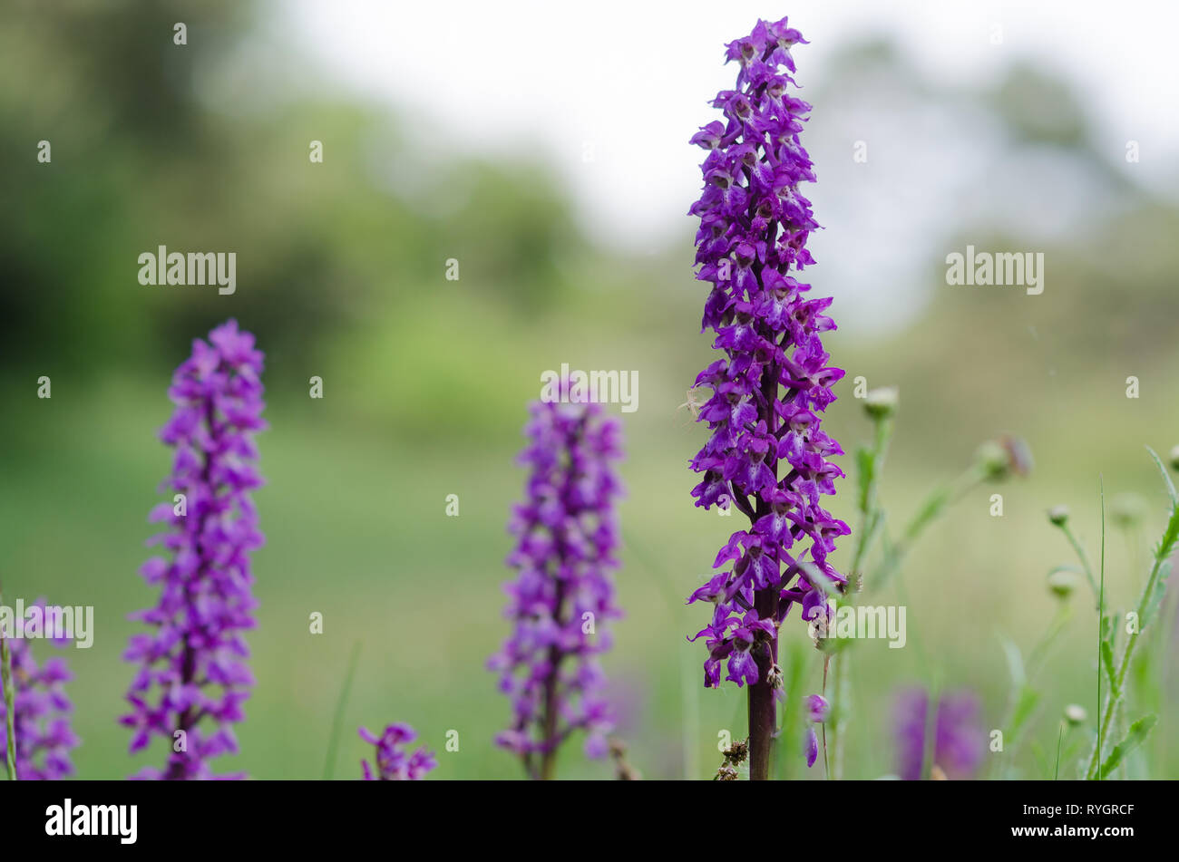 wild orchid Stock Photo