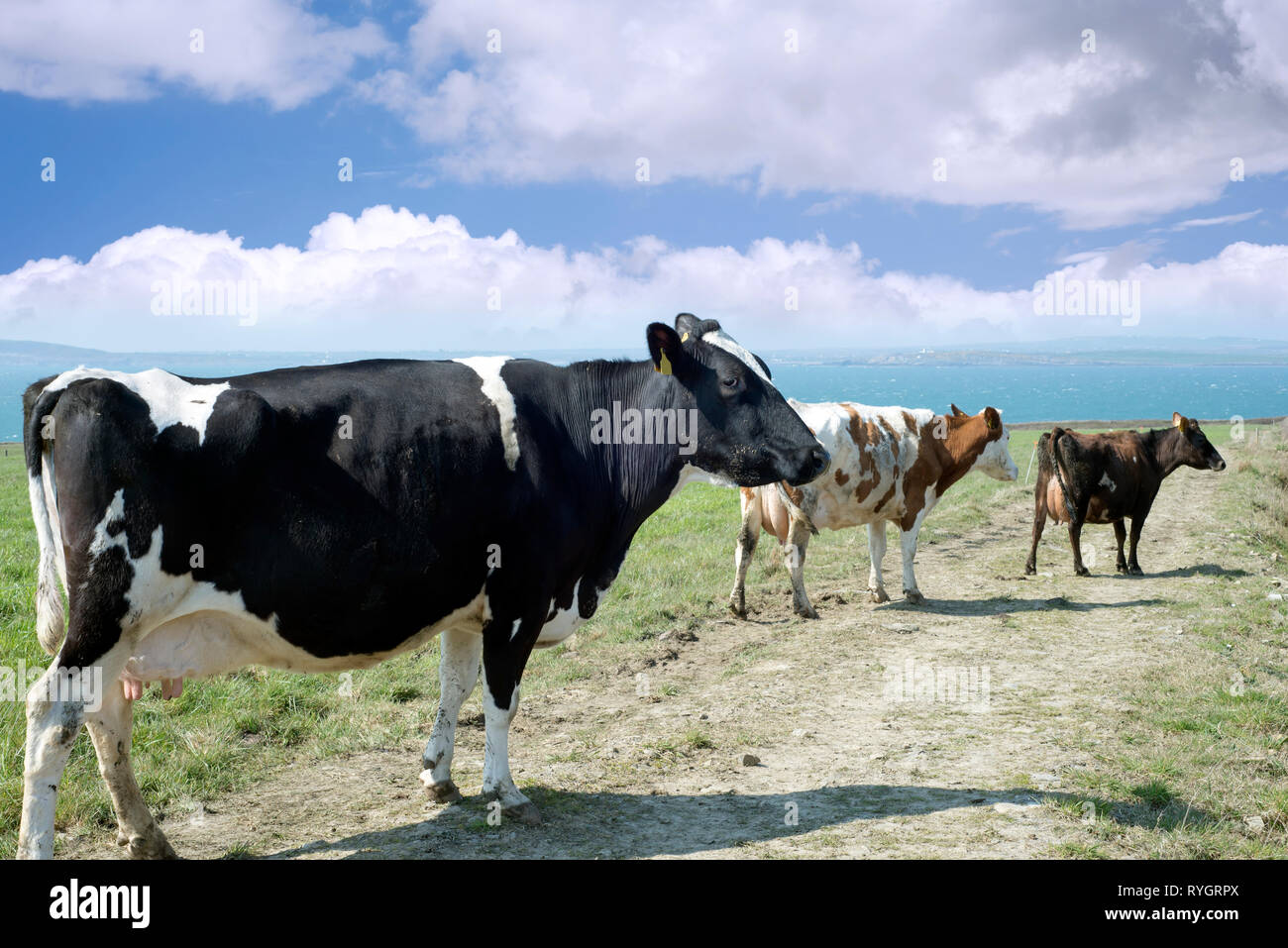 mixed cows on the county kerry coast of ireland Stock Photo