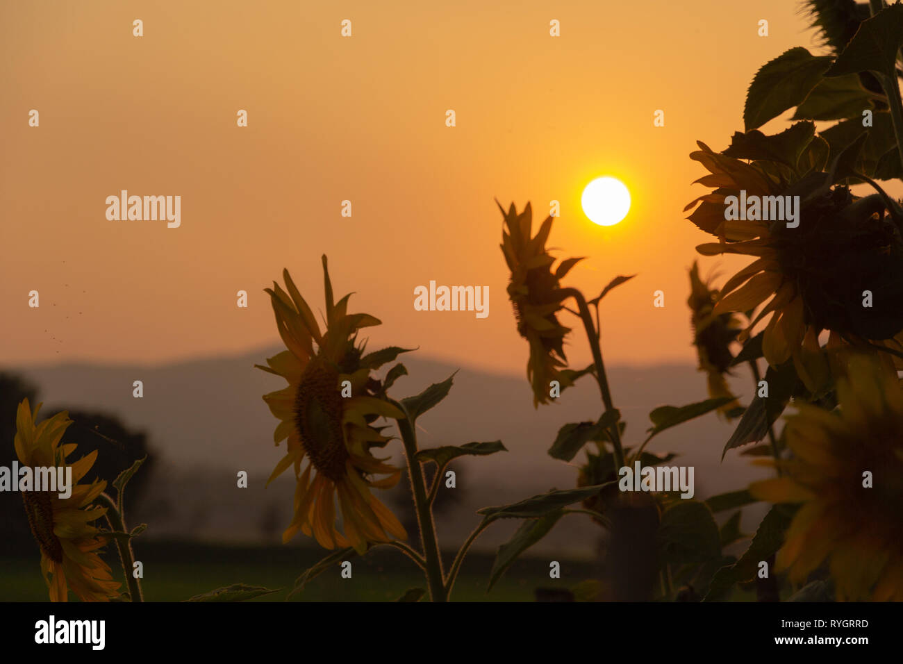 Beautiful sunset over sunflower and rice field Stock Photo - Alamy