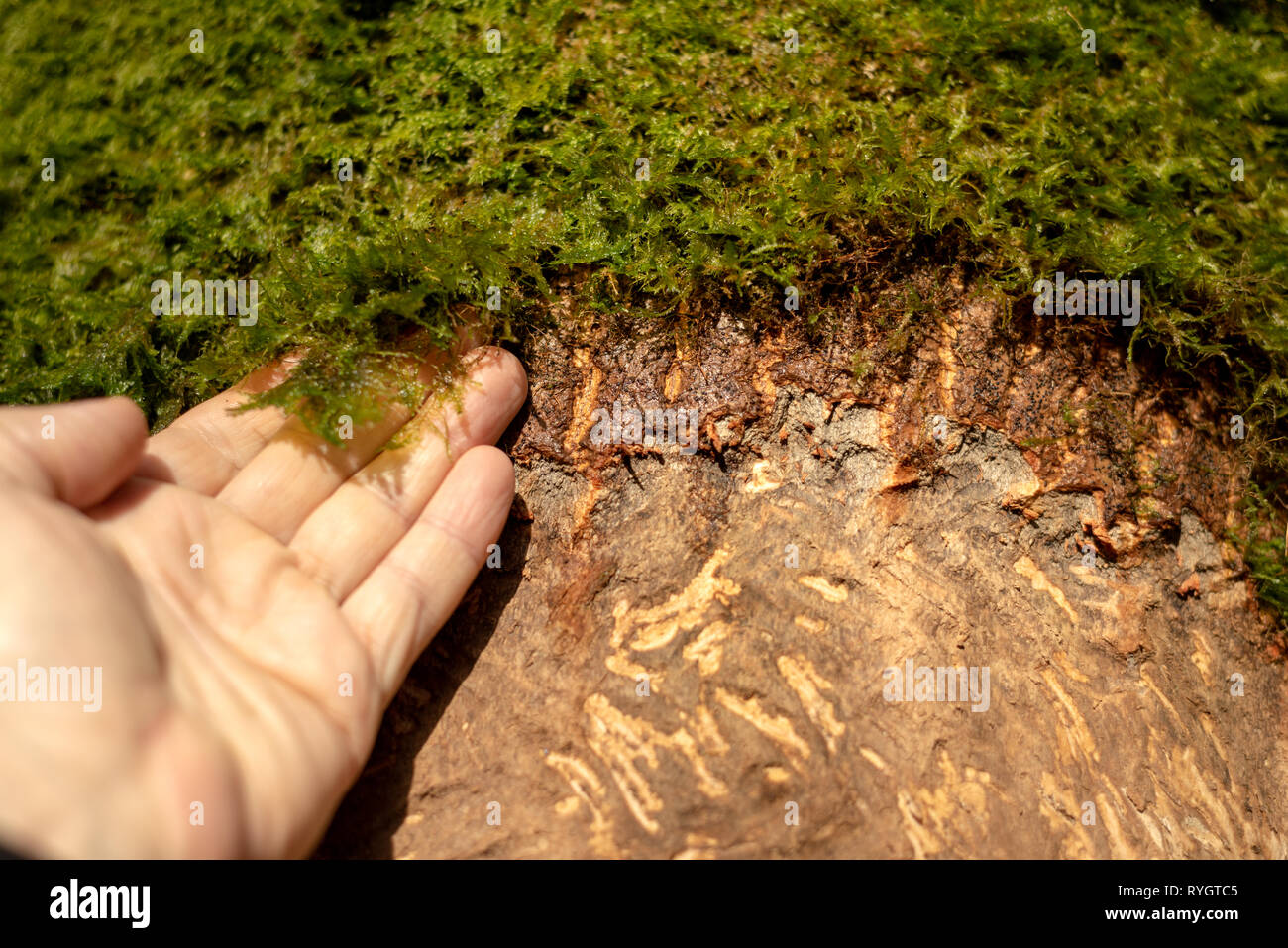 Moss on damaged stripped scraped tree bark by deer. Deer damaged 