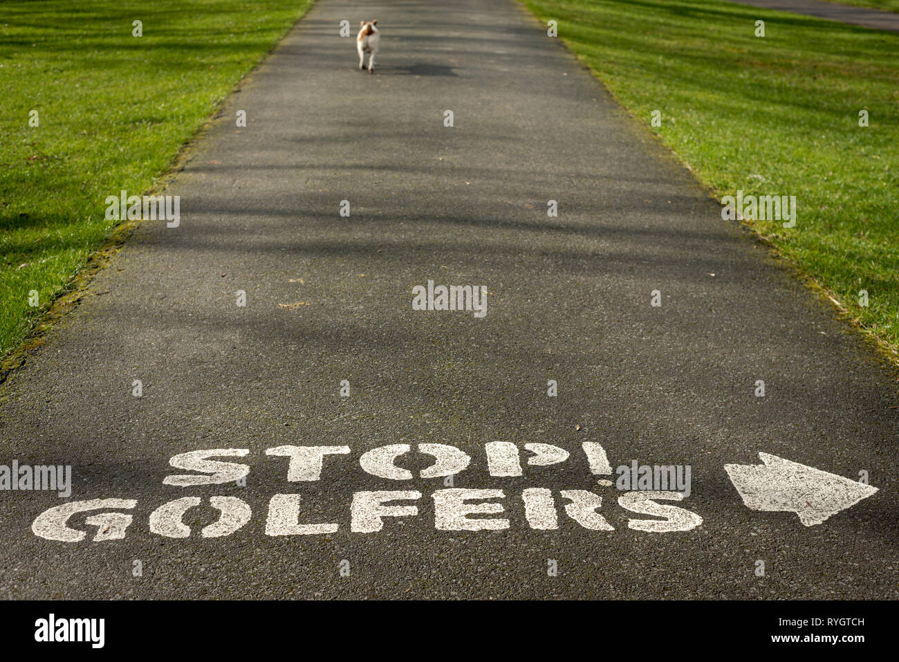 Lone dog walking on asphalt alley at Killarney Golf and Fishing Club, Fossa with text Stop golfers as warning in Killarney National Park, Ireland Stock Photo