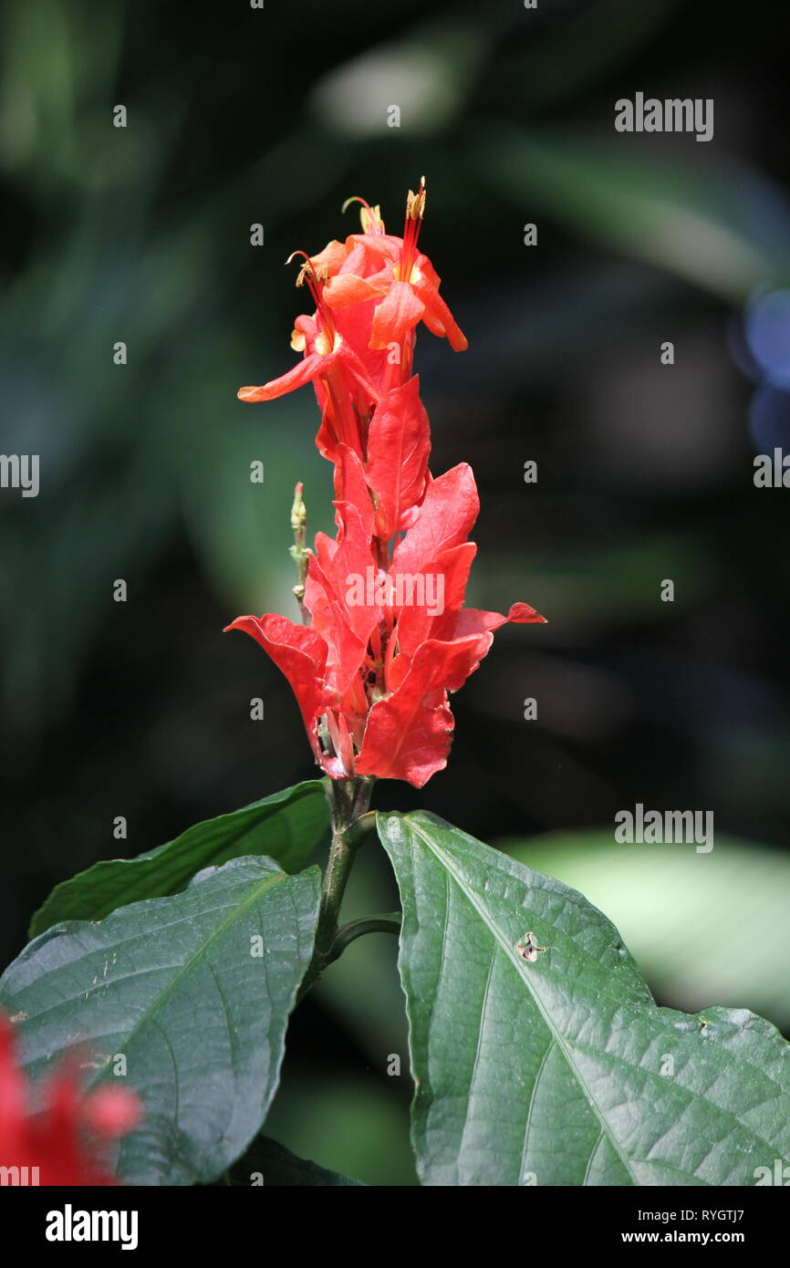 Flowering red shrimp plant lobster claw flower. Stock Photo