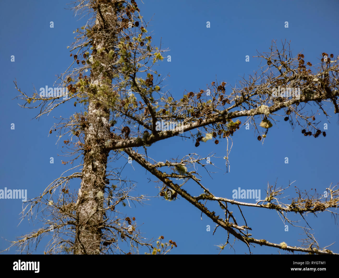 small pine cones and moss grow on old tree trunk Stock Photo