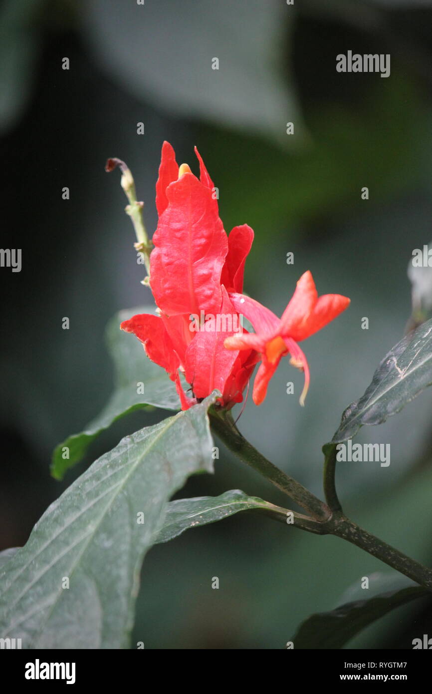 Flowering red shrimp plant lobster claw flower. Stock Photo