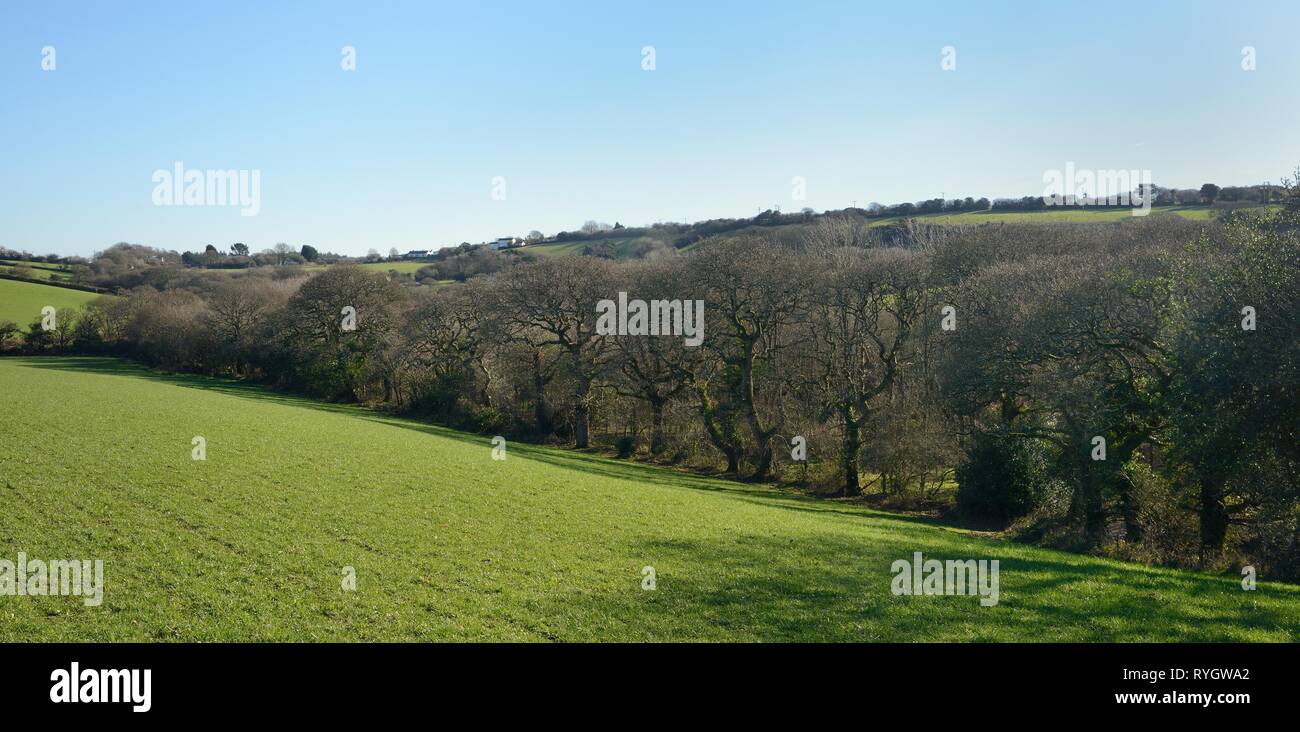 Woodland Valley farm, site for Cornwal Wildife Trust's beaver enclosure, Ladock, Truro, Cornwall, UK, January. Stock Photo