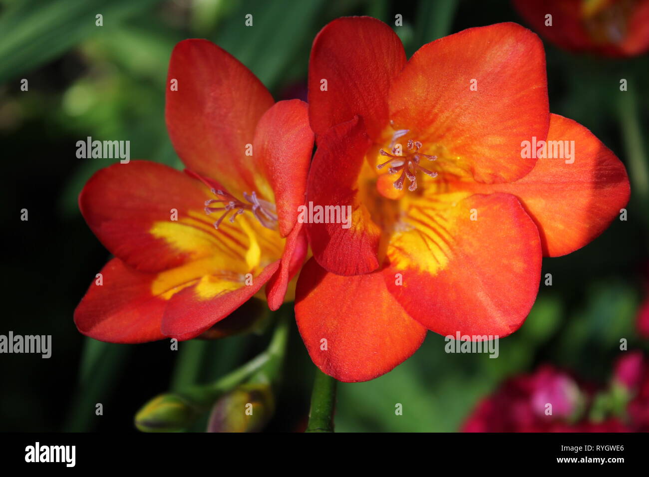 Bright orange Twinspur Diascia, Barber’s Diascia, flower in full bloom. Stock Photo