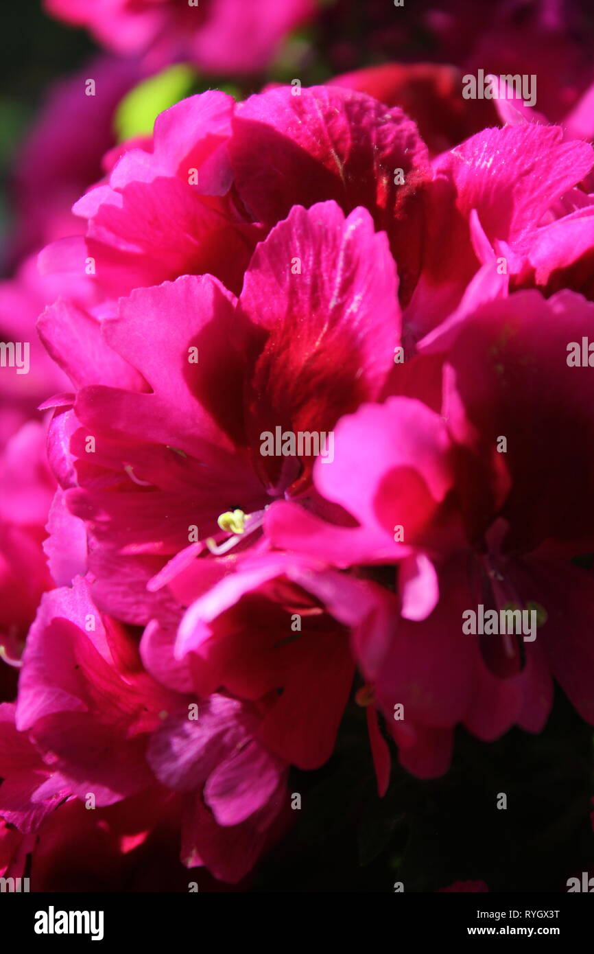 Pretty pink azaleas growing beautifully in the sun growing in the