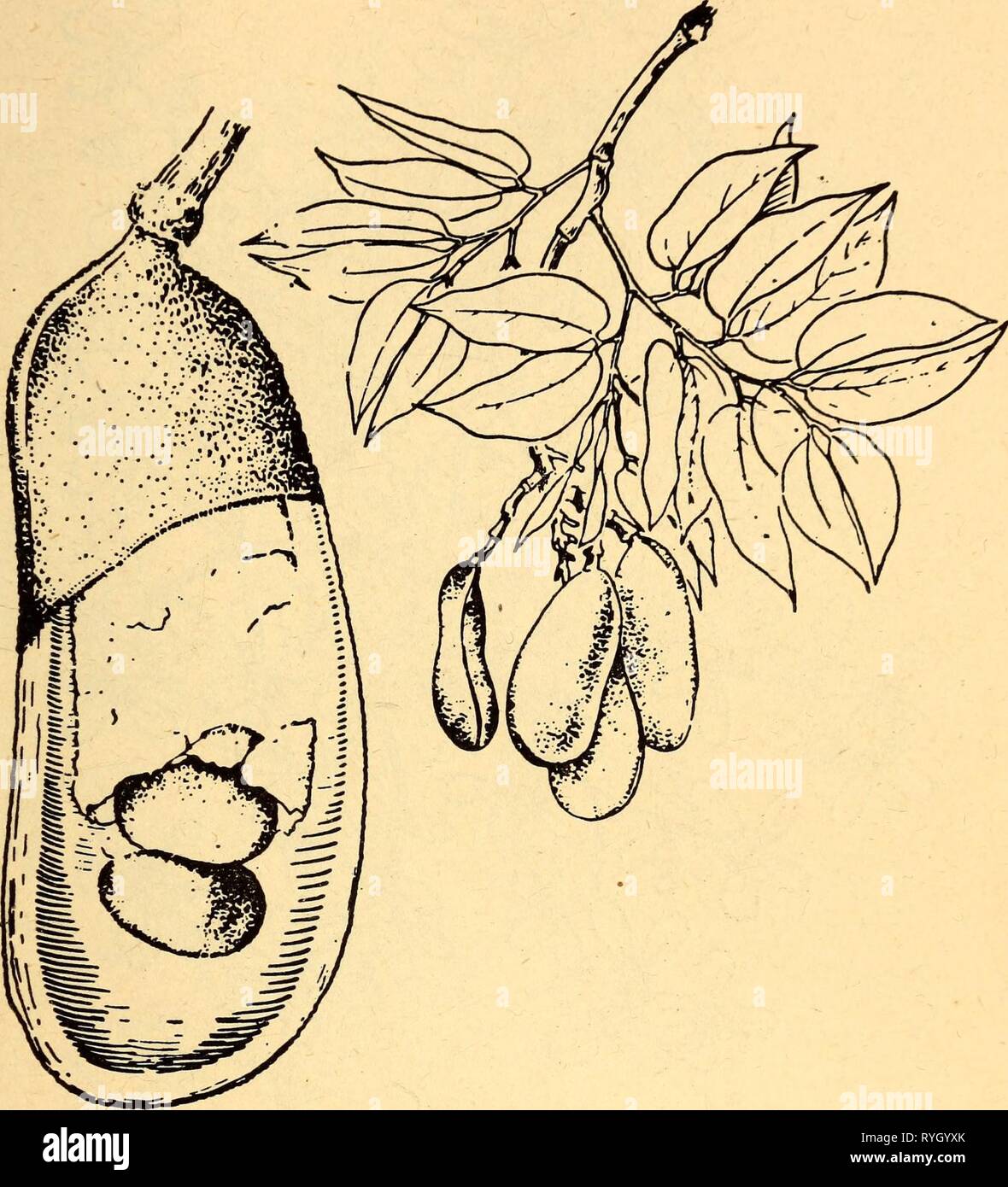 Algarrobo tree hires stock photography and images Alamy