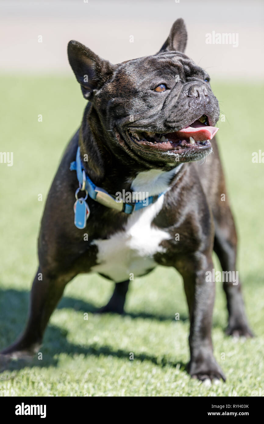 Brindle White Frenchie Male Standing and Looking Away Stock Photo Alamy