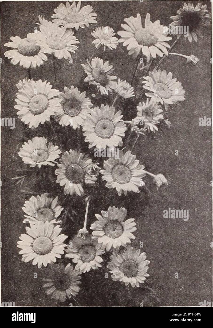Dreer's wholesale price list for florists : special spring edition  dreerswholesalep1932henr 2 Year: 1932  62 HENRY A. DREER Hardy Plants WHOLESALE LIST    Anthemis Tinctoria Perry's Variety Anthemis Tinctoria Perry's Variety (Golden Marguerite) A wonderful improvement over the well-known Golden Marguerite Anthemis Tinctoria, easily grown in any ordinary border producing its large, nearly 3 inch across, well-shaped flowers from June to October. The well proportioned bushes with delicate fern-like foliage are most attractive and become covered with bright golden-yellow flowers which are valuabl Stock Photo