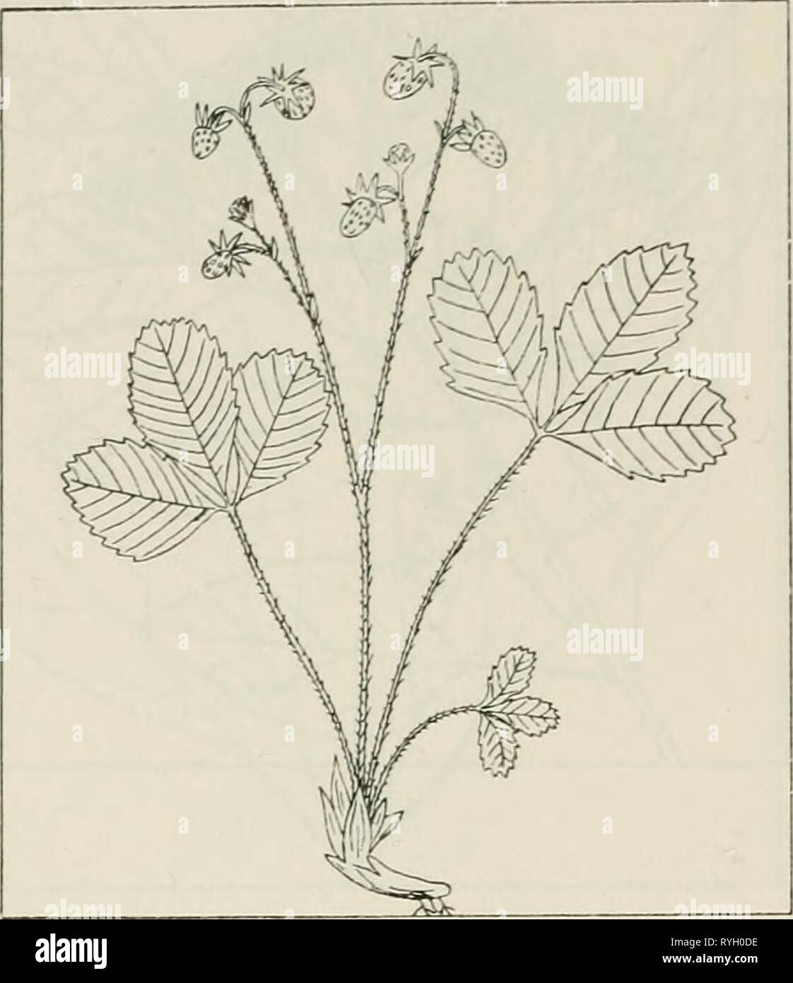 The drug plants of Illinois  drugplantsofilli44teho Year: 1951  56 ILLINOIS NATURAL HISTORY SURVEY Circular 44    FRAGARIA VESGA L. Strawberry. Alpine strawberry. Rosaceae. The leaves collected, also the fruit. Cultivated in home and farm gardens throughout the state and locally in many places in fields of some size; persists after being planted but does not become estab- lished. The fruit contains salicylic acid and malic acid. Said to have astringent and diuretic properties but is valuable chiefly for the fruit syrup which is used as a pleasant ve- hicle for medicines.  Fragaria 'virginiana Stock Photo