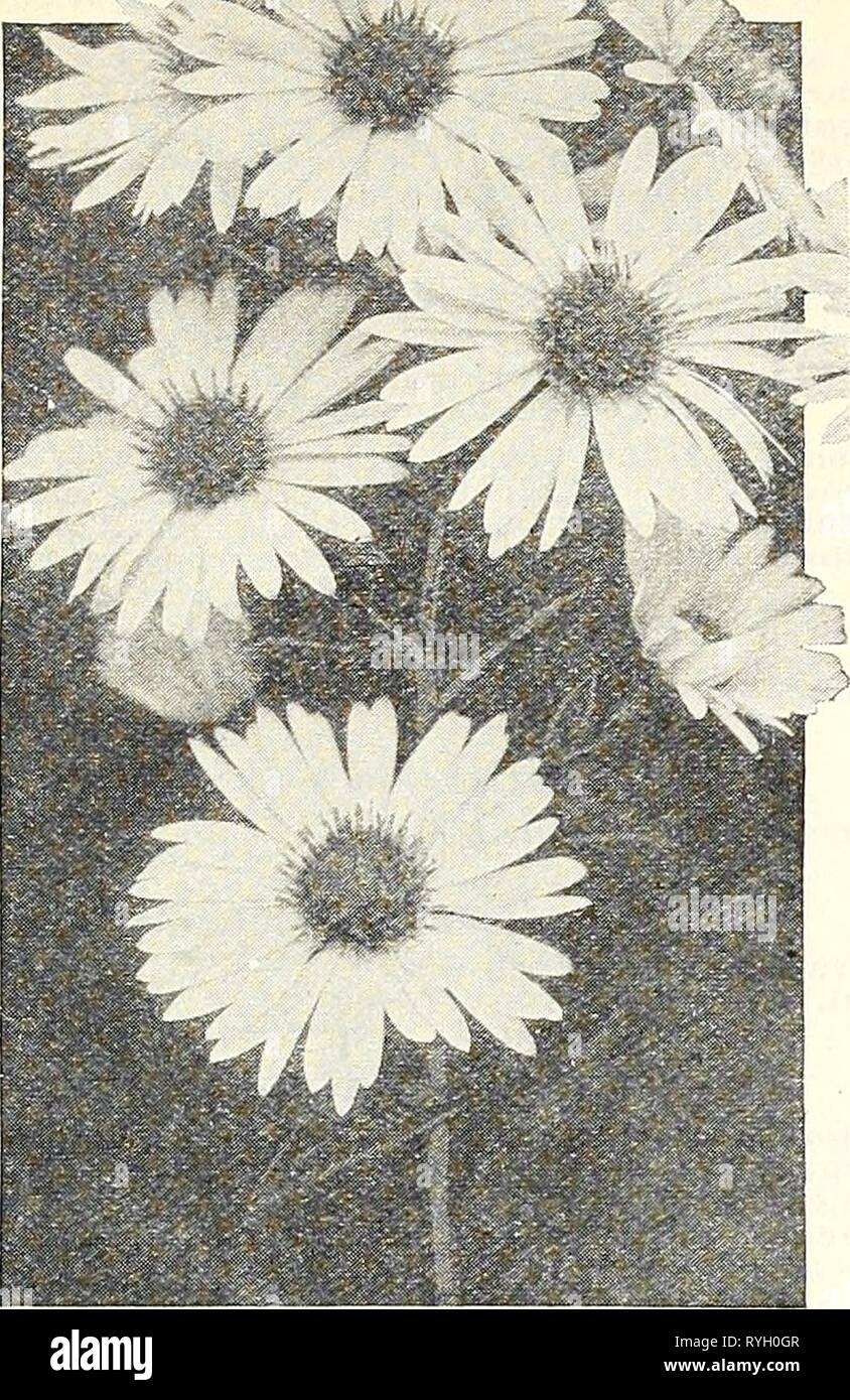 Dreer's wholesale price list : flower seeds plants and bulbs vegetable seeds sundries for florists  dreerswholesalep1930henr Year: 1930  HENRY A. DREER Hardy Plants WHOLESALE LIST 63    Ne-»v Harely Aster, Q,ueen Mary Arabis (Rock Cress) Per Am,. Per 100 Alpina. Single white; 3-inch pots.... Sfl 50 .1(10 00 Arenaria (Sami wort) Montana. 3-inch pots 2 .'&gt;0 IS 00 Armeria (Tlirltt—Sea pink) Cephalotes Rubra. 3-inch pots 2 00 l.T 00 Liaucheana, 3-inch pot.s 1 .'iO 10 00 M.tritinia Alba. 3-inch pots 1 50 10 00 Artemisia Lactiflora (Ha^vthorn Scented Mus«ort) A most effective flowering plant, wit Stock Photo