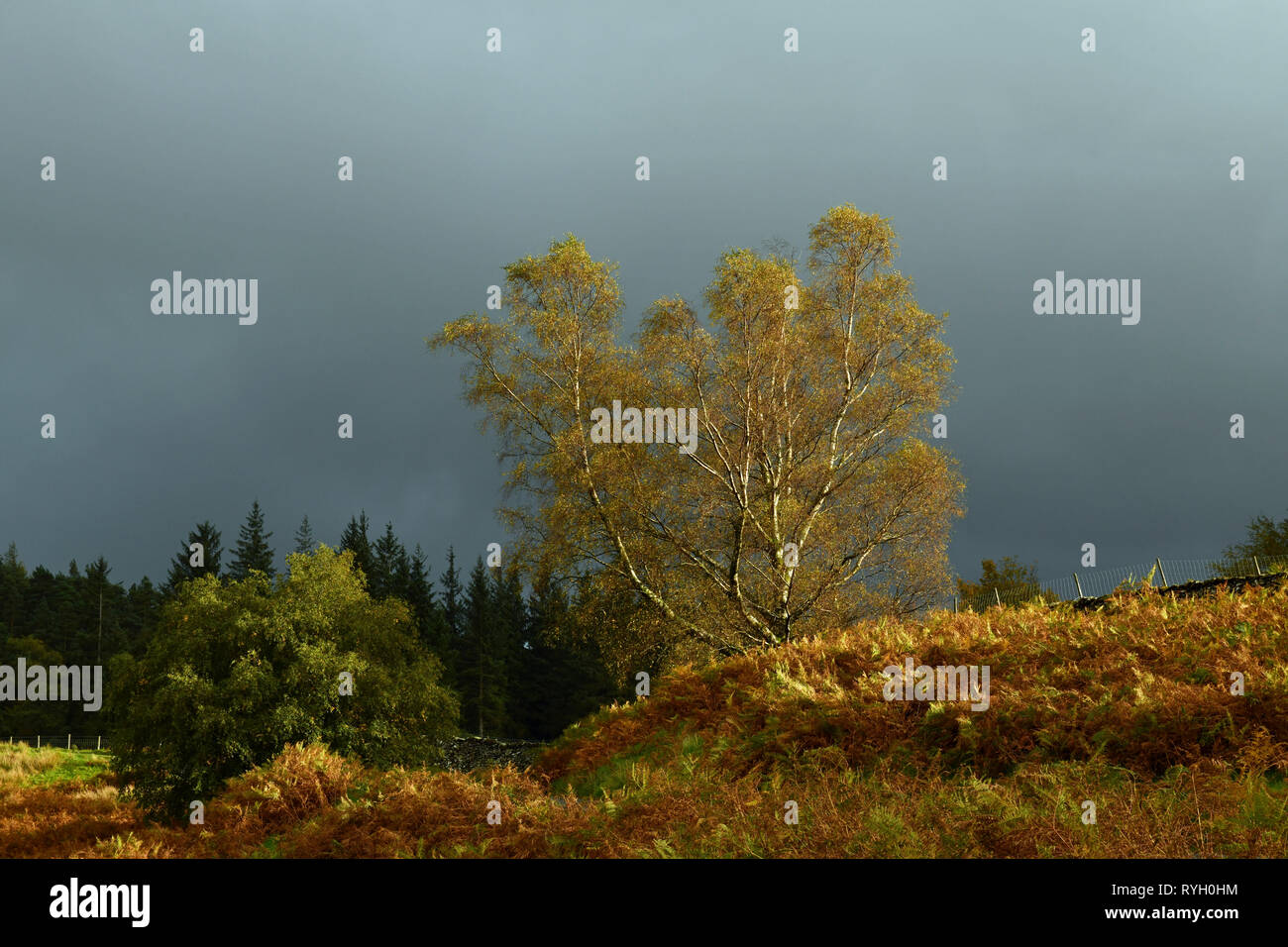 Silver Birch in autumn against a dark sky at Tarn Hows Lake District National Park. The light lasted for10 seconds and captures autumn beautiffuly. Stock Photo