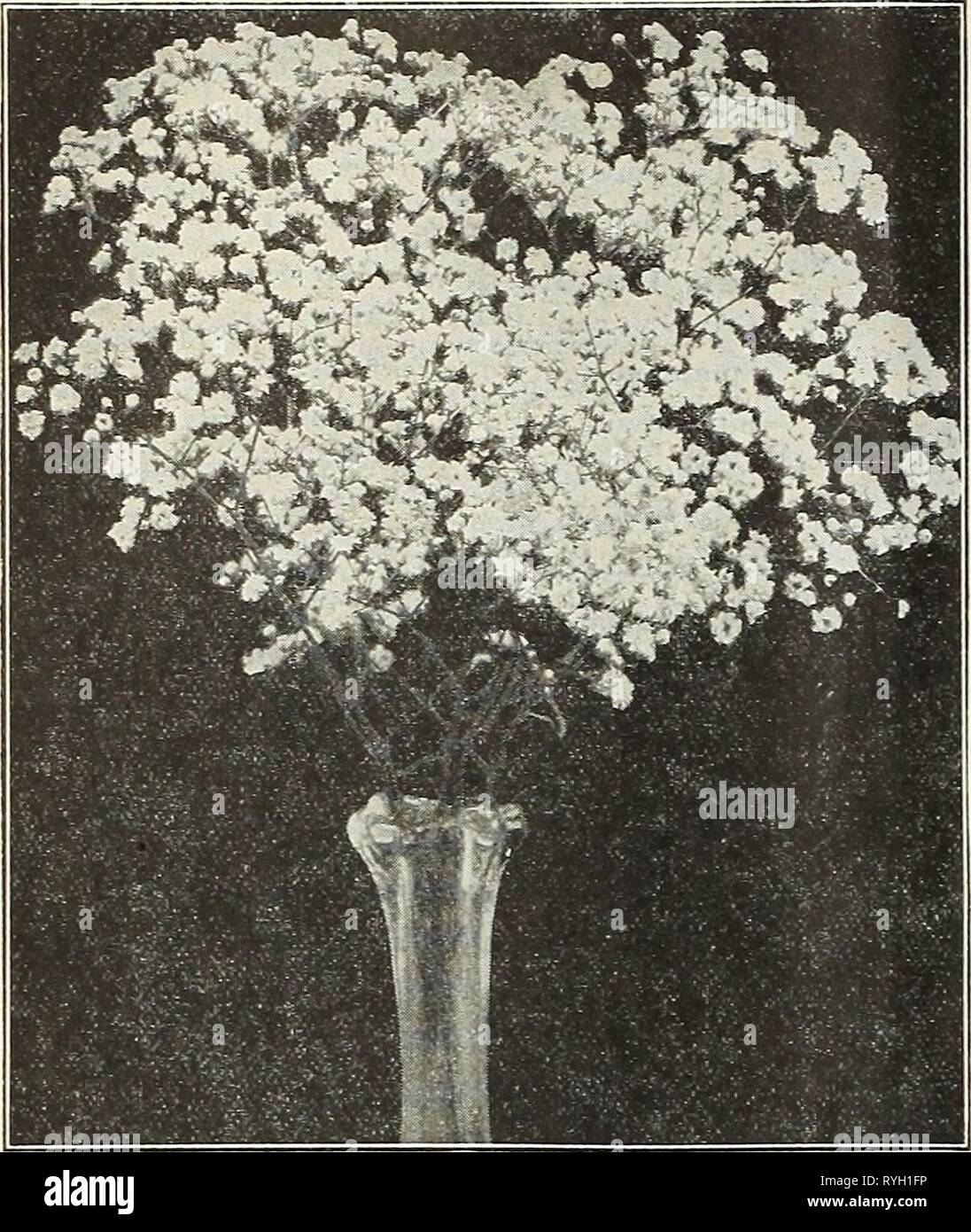 Dreer's wholesale price list for florists : special spring edition  dreerswholesalep1931henr 0 Year: 1931  68 HENRY A. DREER Hardy Plants WHOLESALE LIST    Iris Interregna An Interesting type, the result of crossing I. Ger- inanica with I. pnniila hybrida. They bloom earlier than the Germanica Iris. The flower stems are almost 18 inches high, holding the flowers well above the foliage. Fritjof. Standards lavender, falls satiny blue. Helge. Standards creamy yellow, falls darker, veined yellow. Spectabills. Rich, free-flowering violet-purple. 15 cts. each; $1.50 per doz.; $10.00 per 100. Iris Pa Stock Photo